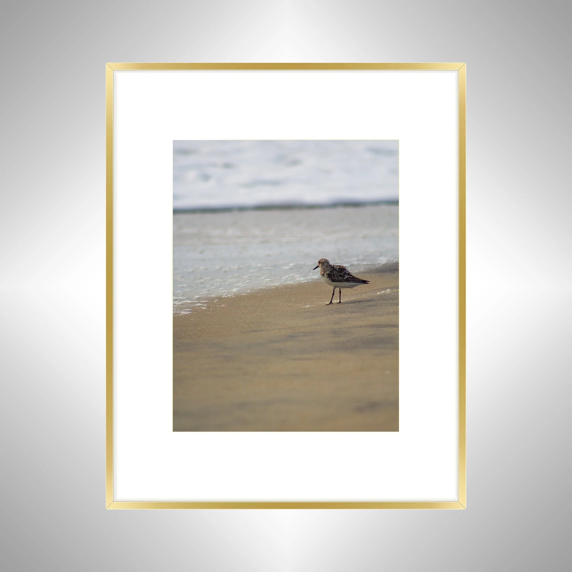1:10 Sanderling at the Beach- Gold w: Border.jpg