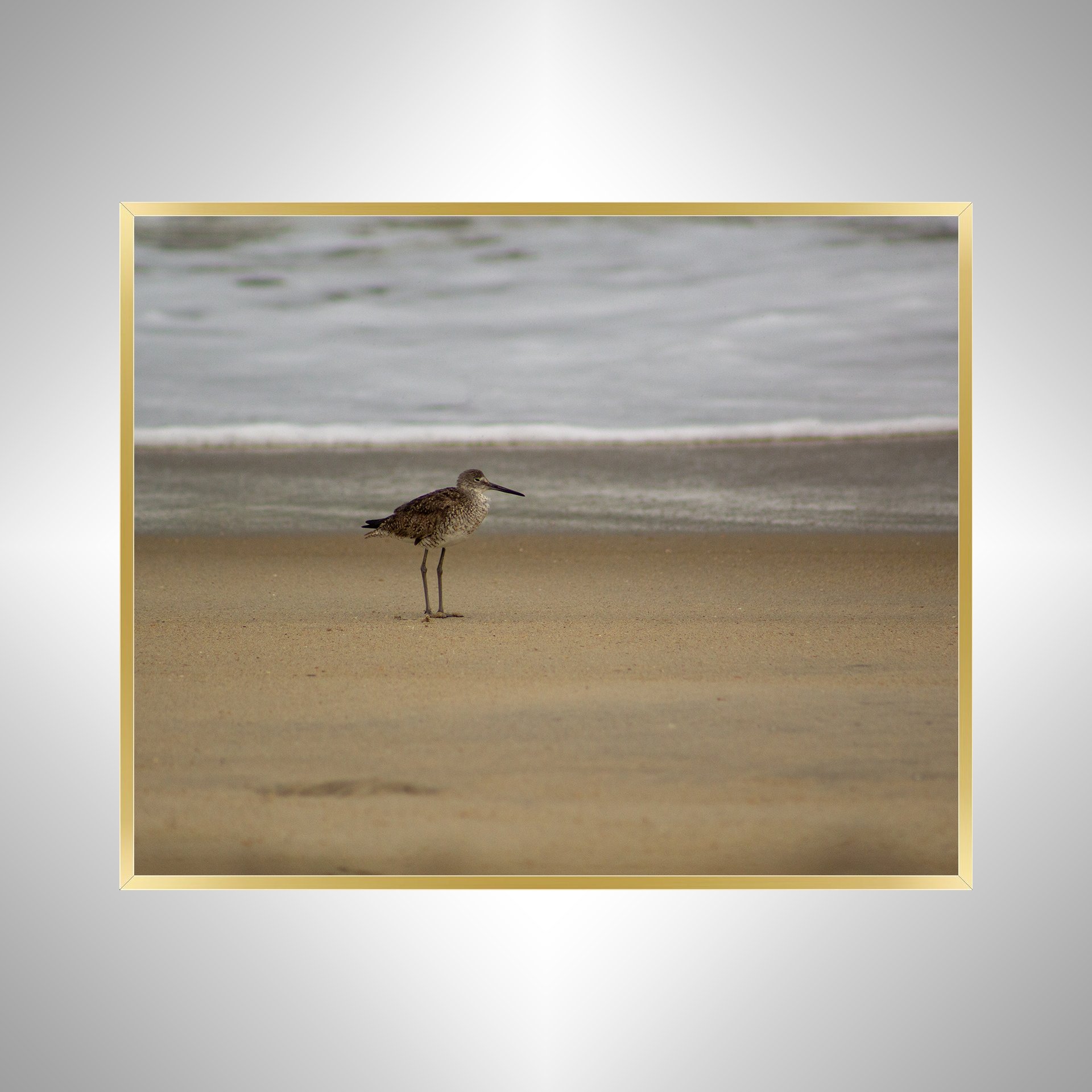 1:10 Willet on Beach-g.jpg
