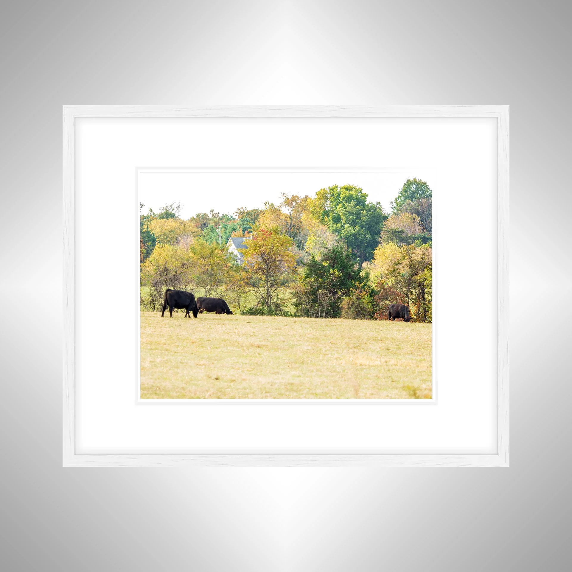 1:1 Shenandoah Grazers- White w: Border.jpg