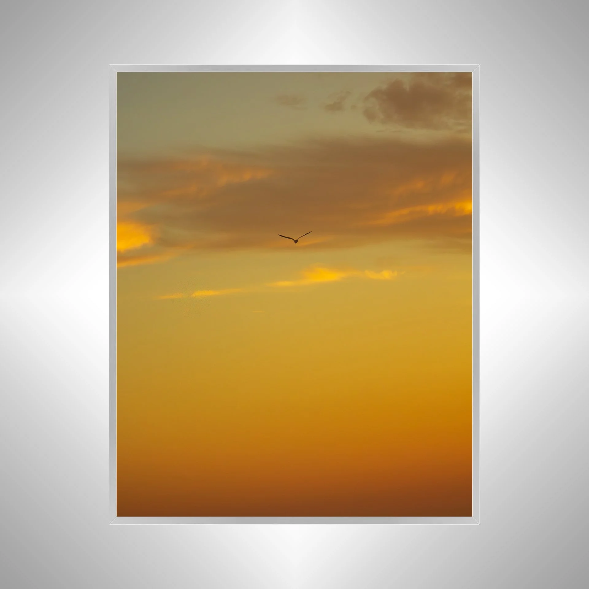 1:1 Seagull Soaring towards Clouds & Sunrise Gradient- Silver.jpg