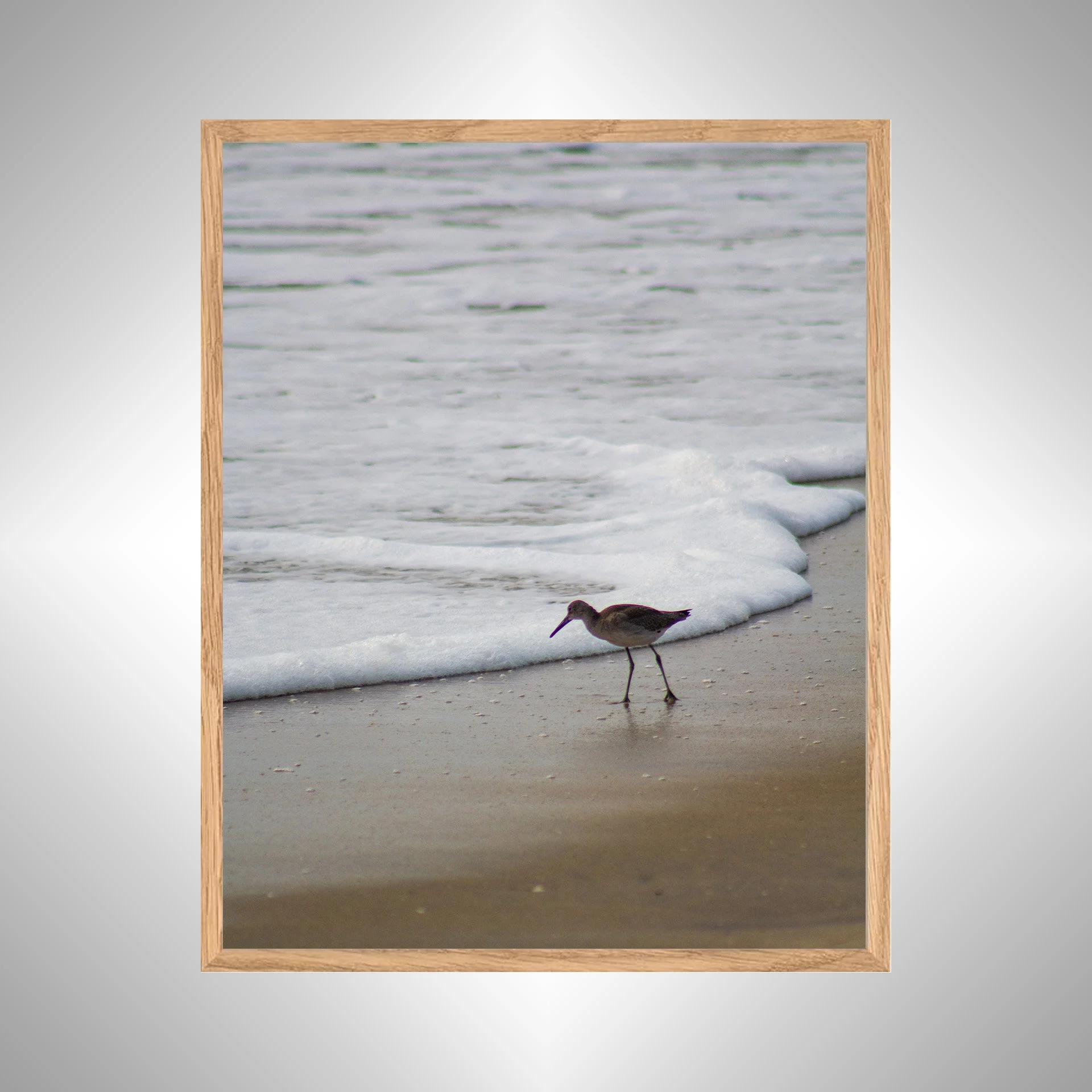1:10 Willet at Beach Searching-w NATTY.jpg