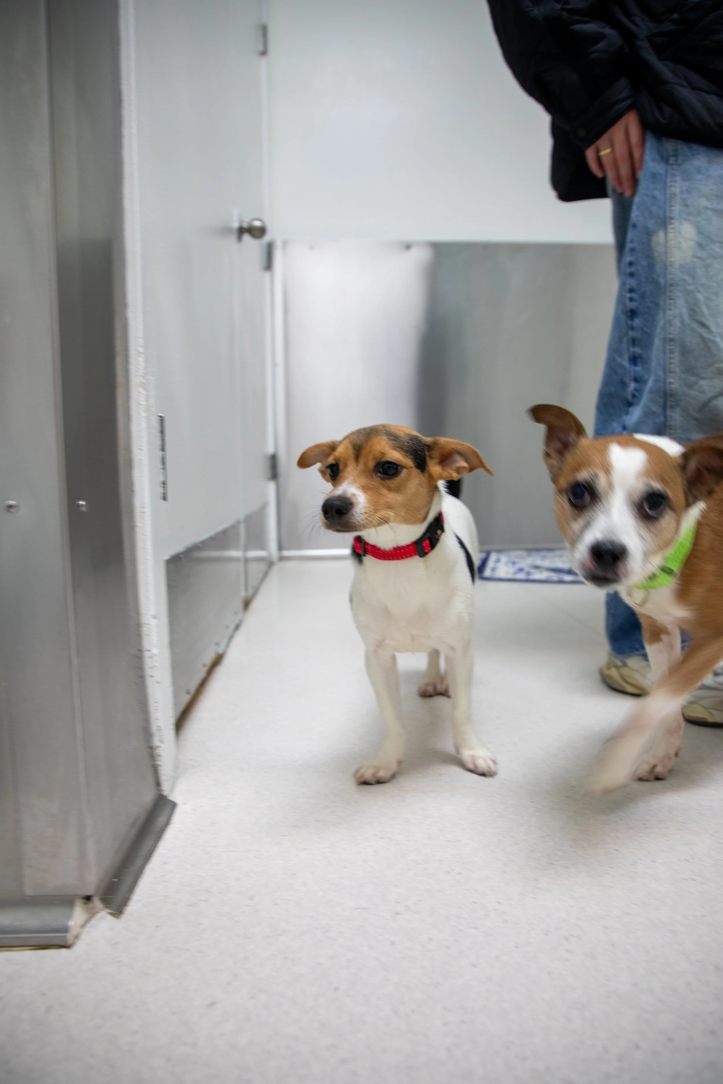 Will Locke Pet Photography- HopeForLife Unwatermarked22.jpg