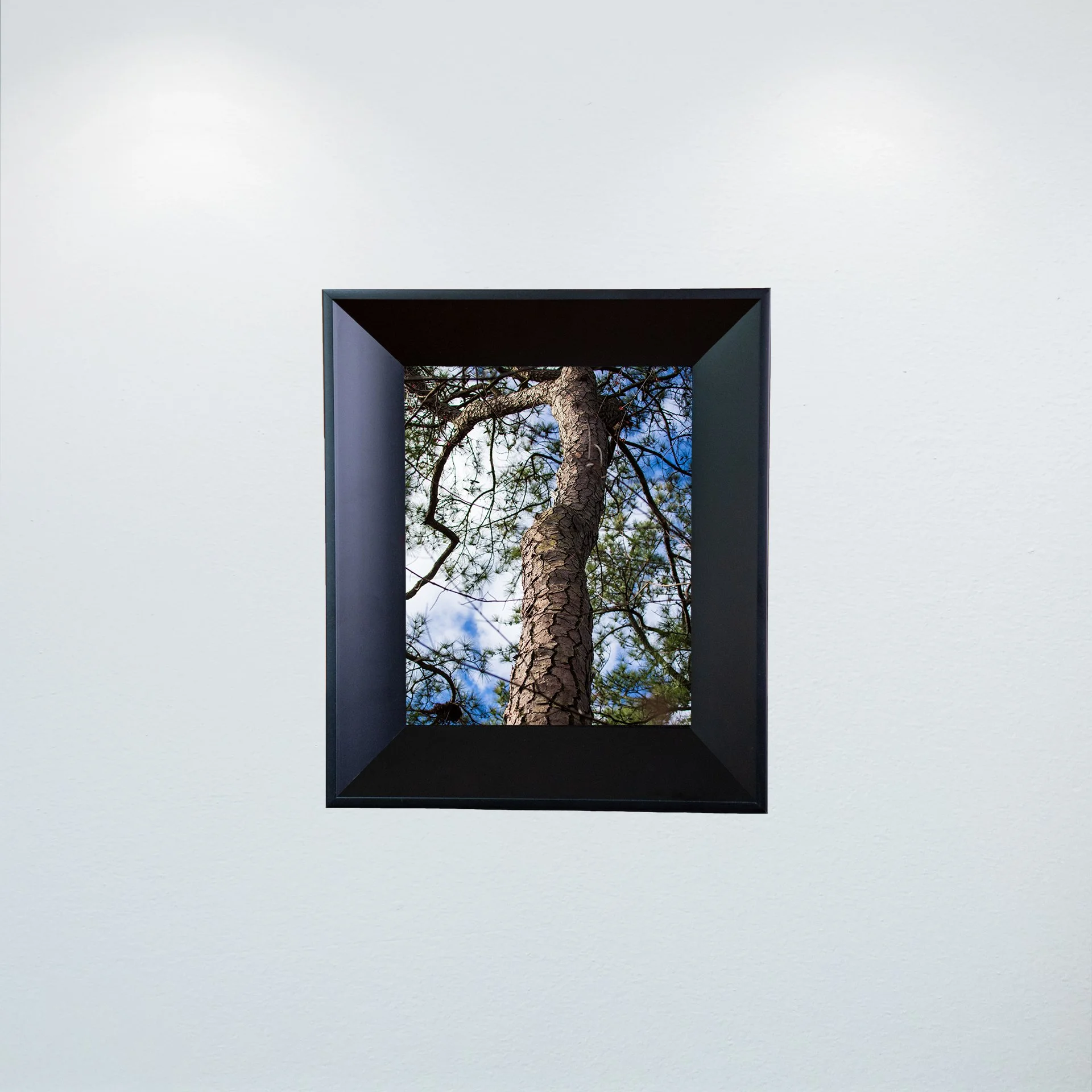 1:1 Seashore State Park Pine Tree Bark- Mini.jpg