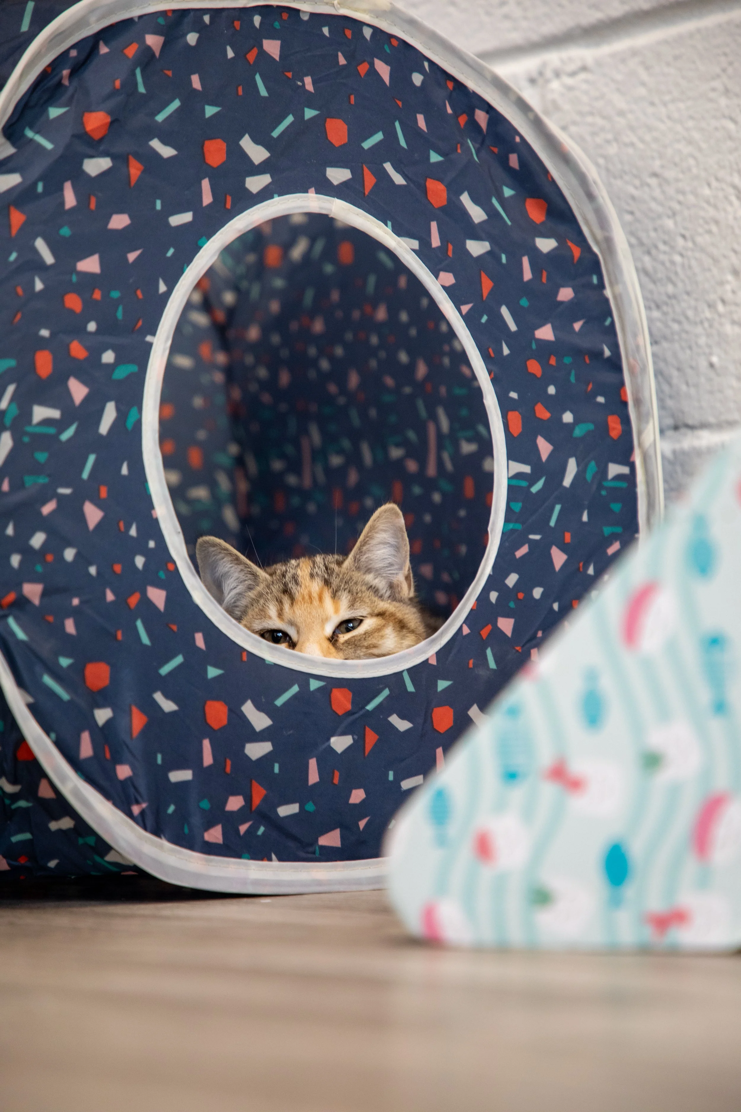 Will Locke Pet Photography- Hope For Life 12:28:2025 13.jpg