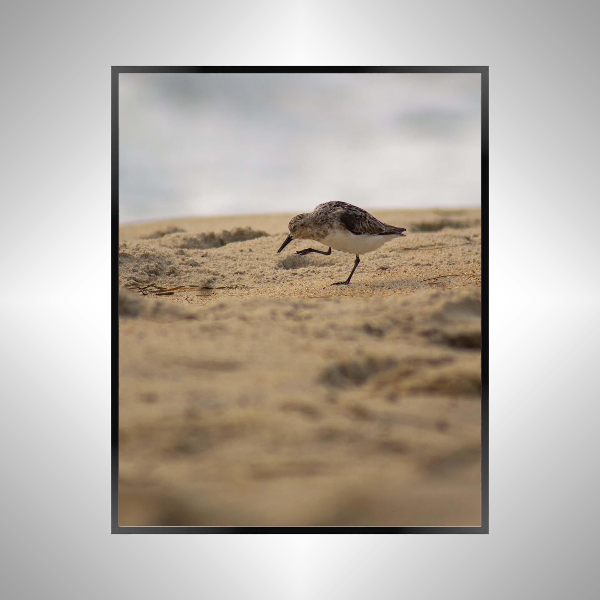 1/1 Rodanthe Sanderling Itching