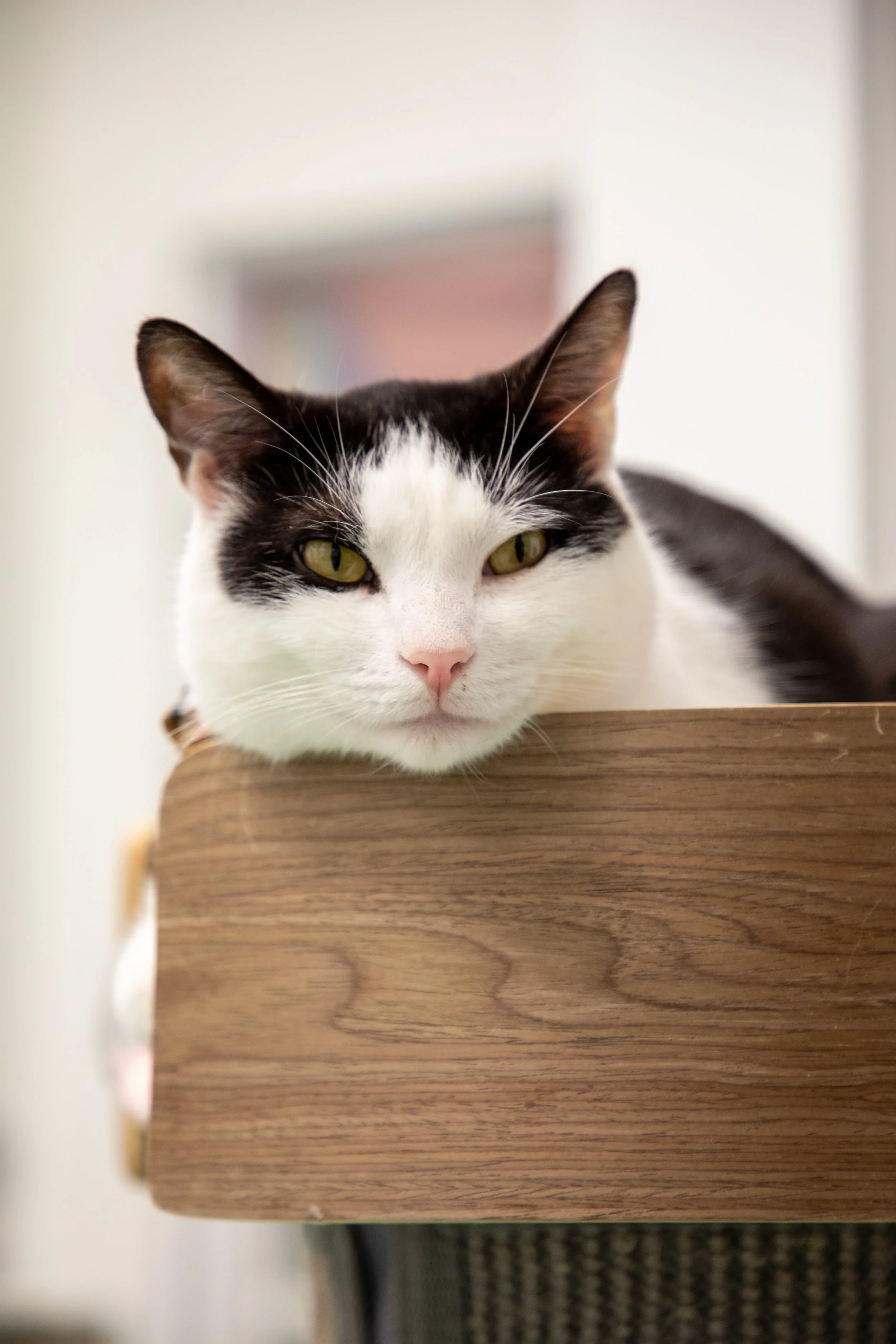 Will Locke Pet Photography- Hope For Life 12:28:2025 93.jpg