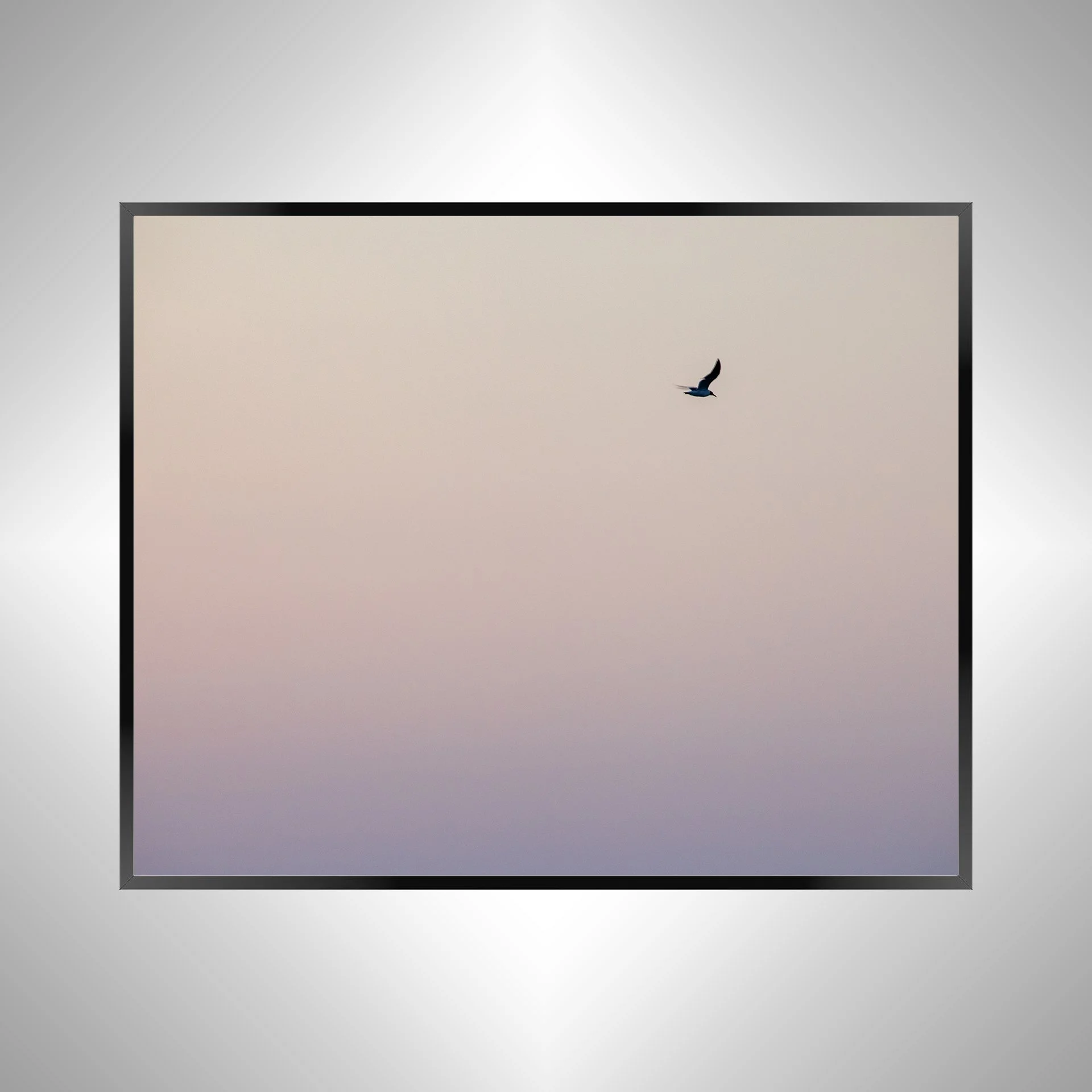 1/1 Seagull Flying on Pink Gradient