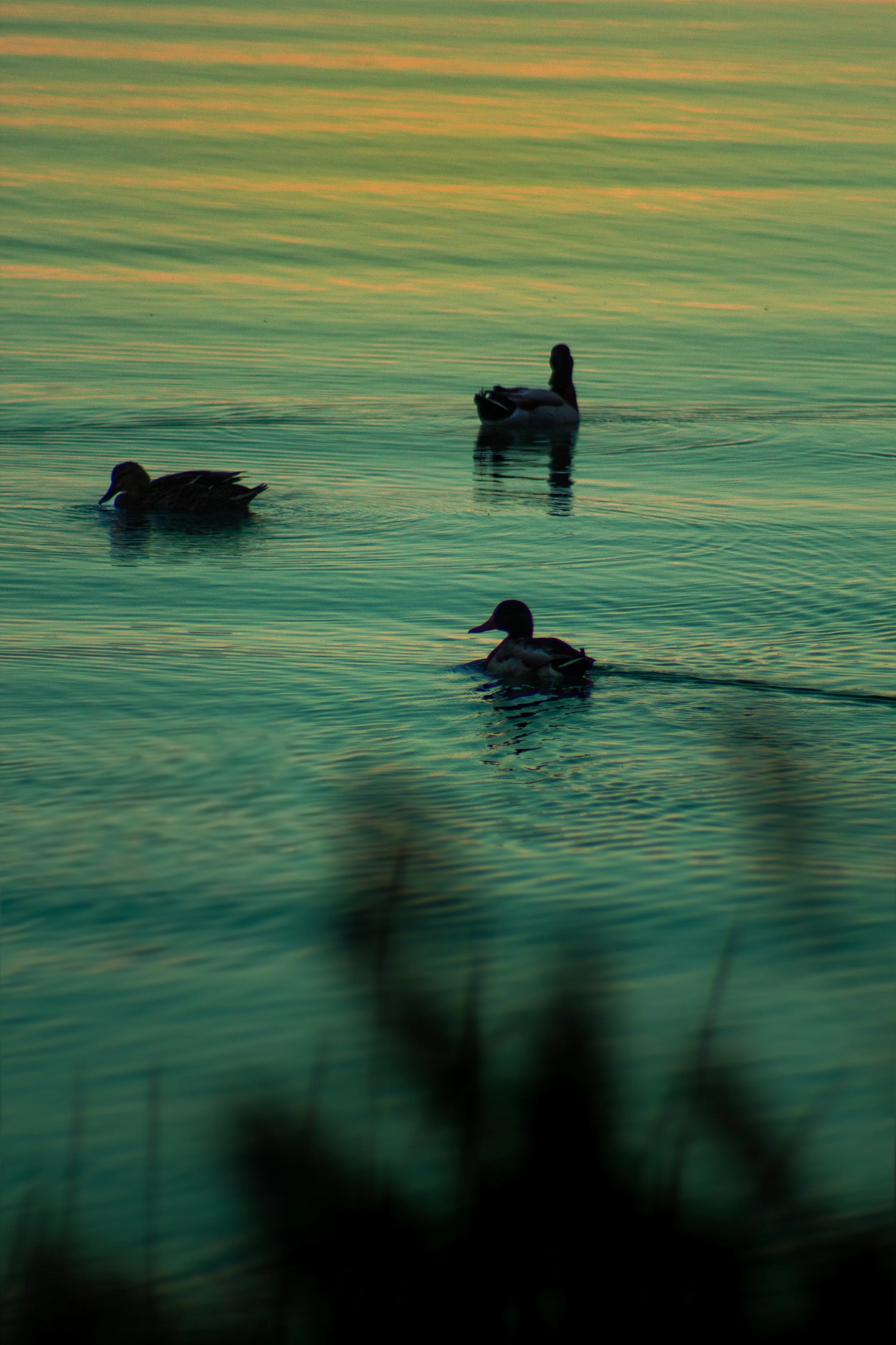 1:1 Duck Family Swimming towards Sunset.jpg