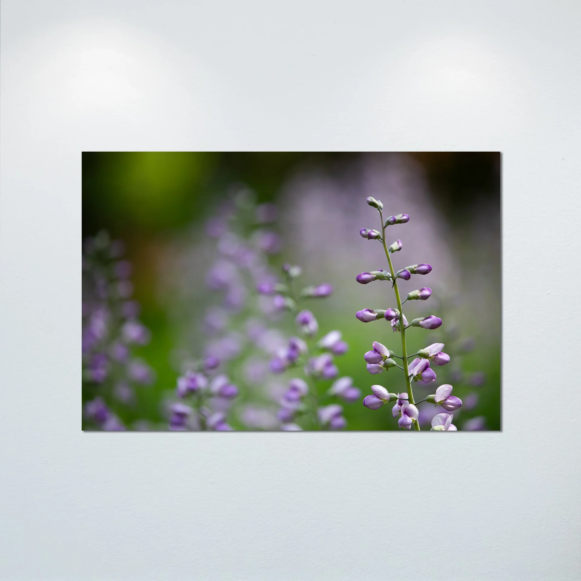 1:10 Baptisia 'Purple Smoke'- Poster & Canvas.jpg