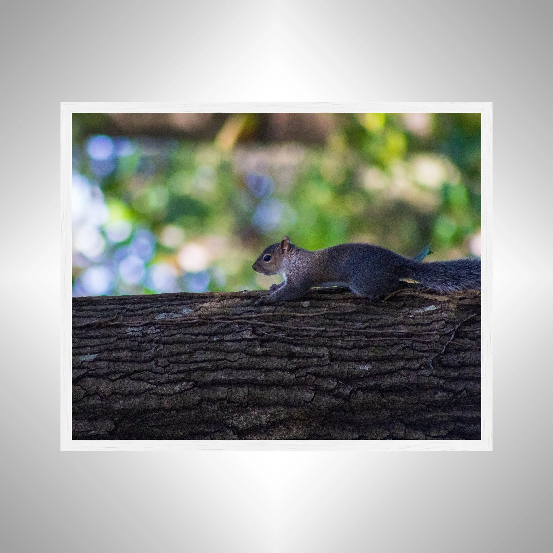 1:1 Squirrel's World- White.jpg