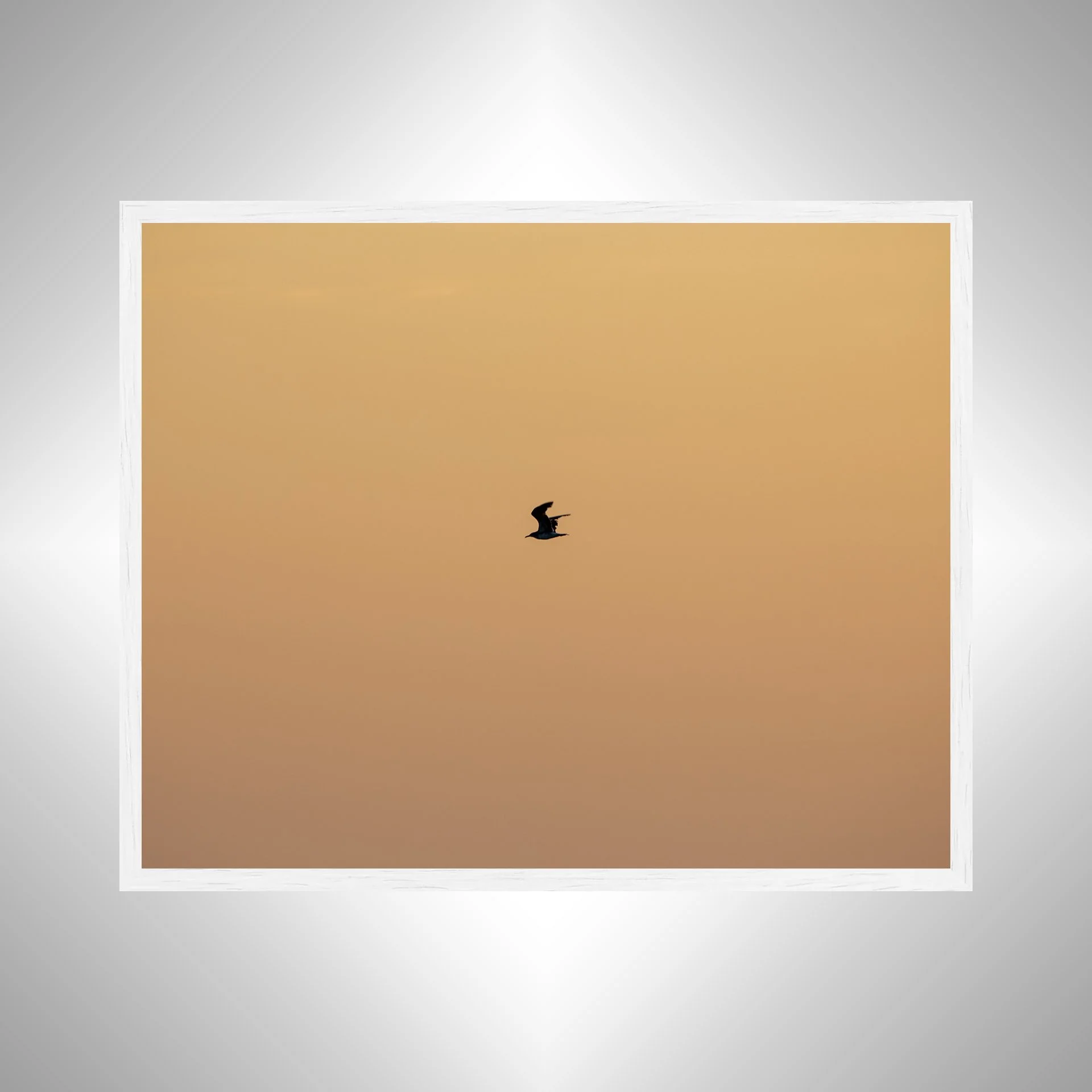 1:10 Orange Side Glider in Duck, NC- White.jpg