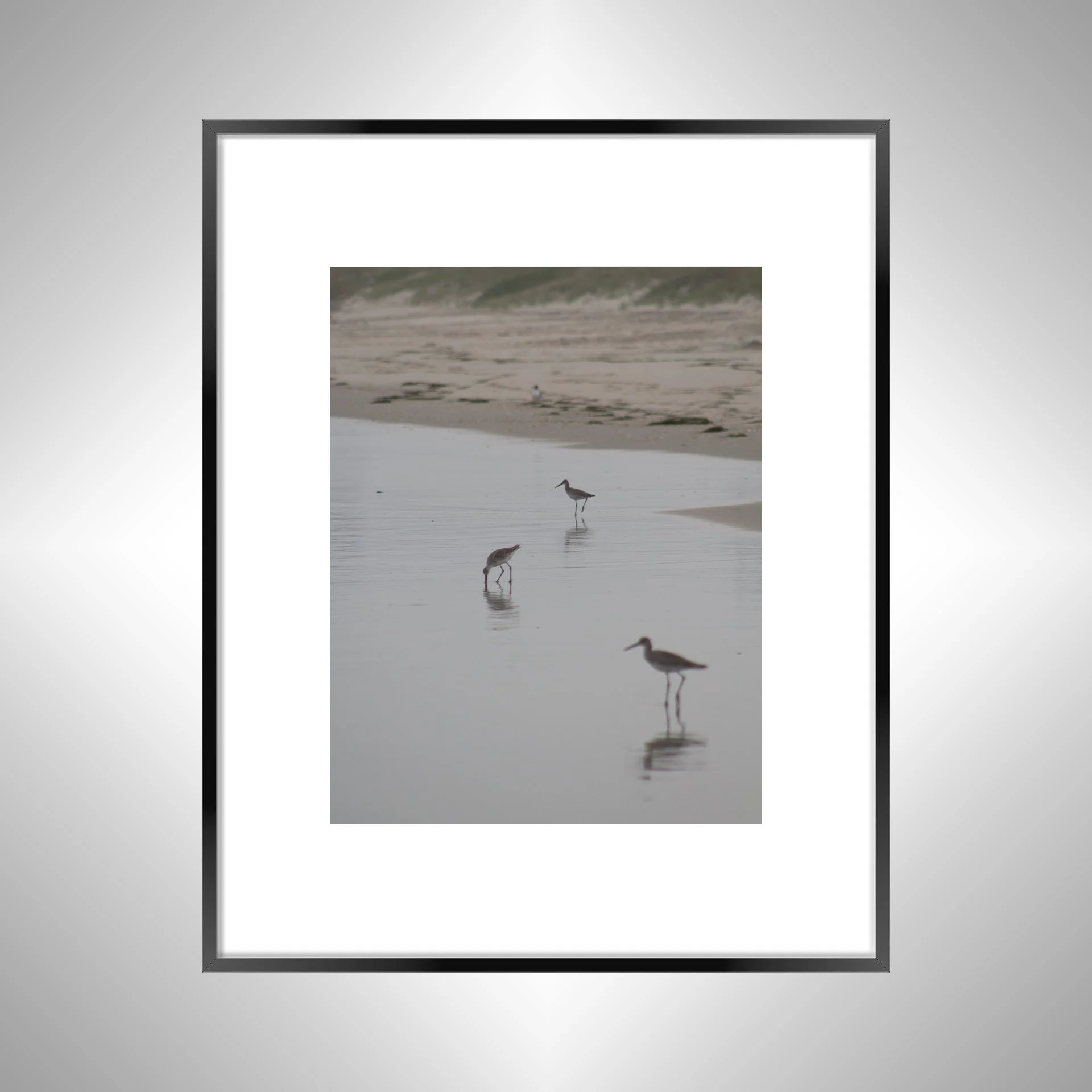 1:1 Three Willets Reflection- Black w: Border.jpg