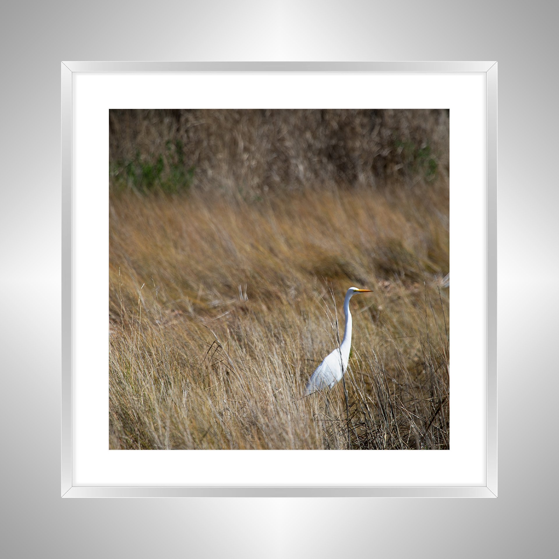 1:1 Sitting Egret (Square)- Silver Metal w: Border.jpg