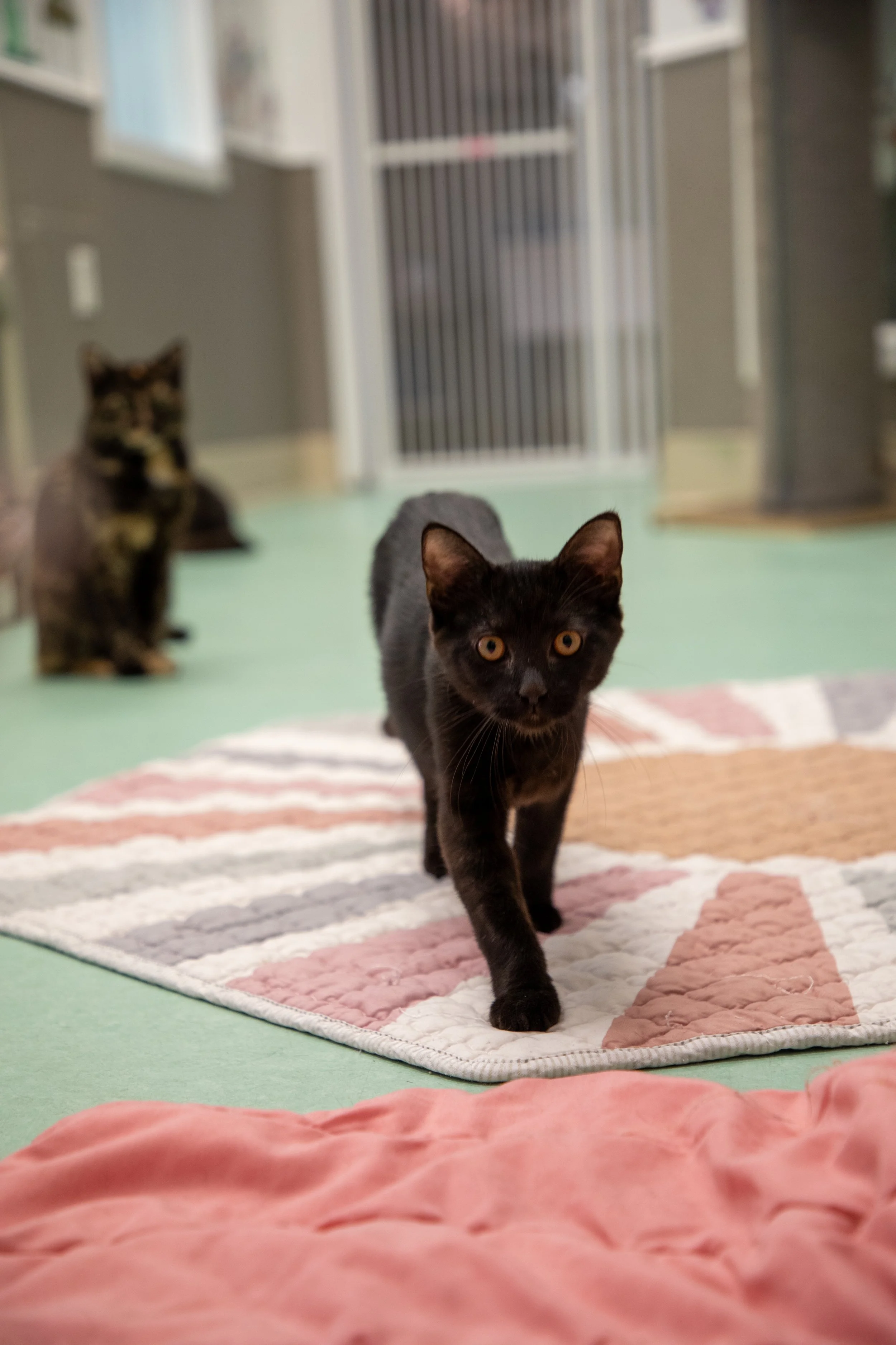 Will Locke Pet Photography- Hope For Life 12:28:2025 82.jpg