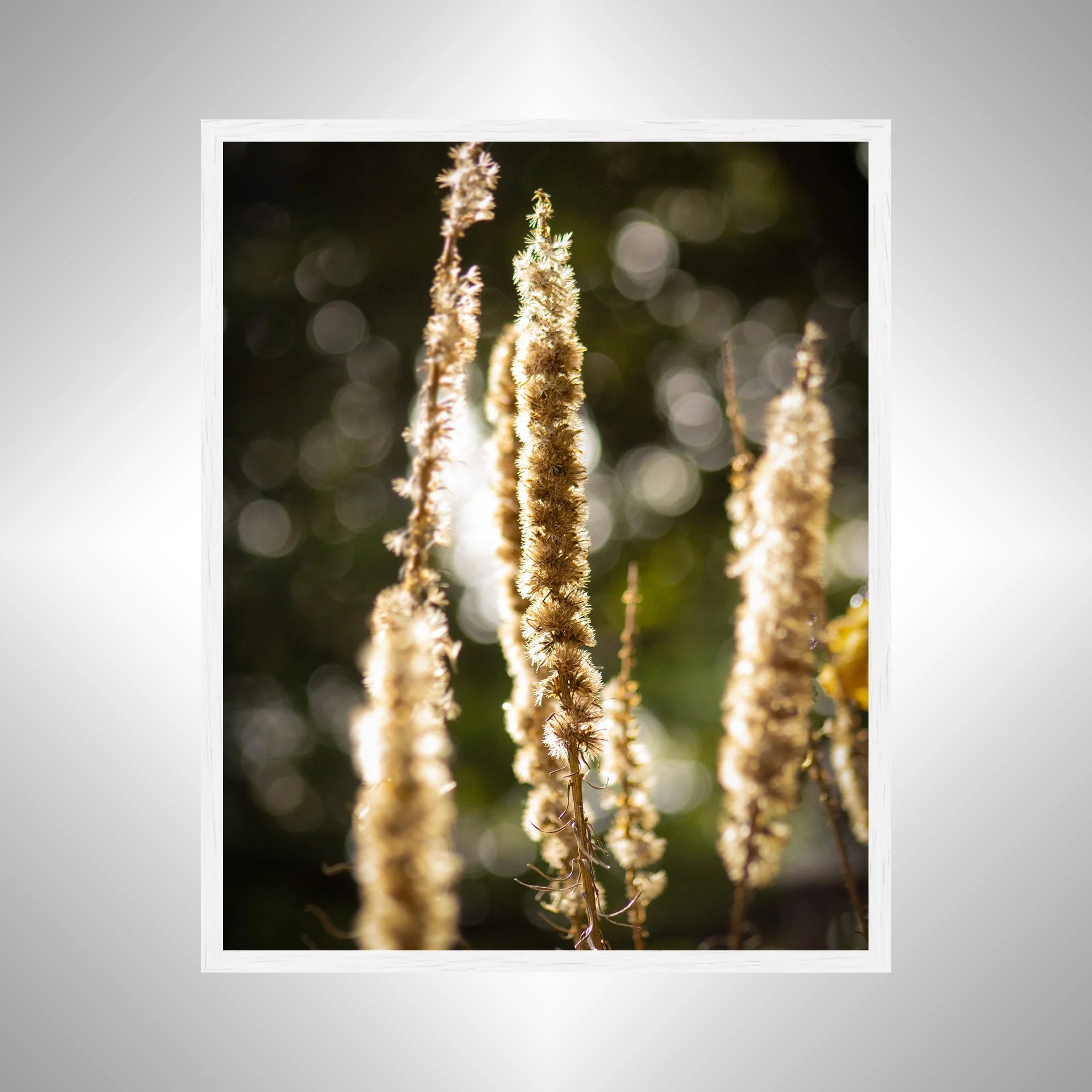 1:1 Group of Foxgloves in Winter- White Wood.jpg