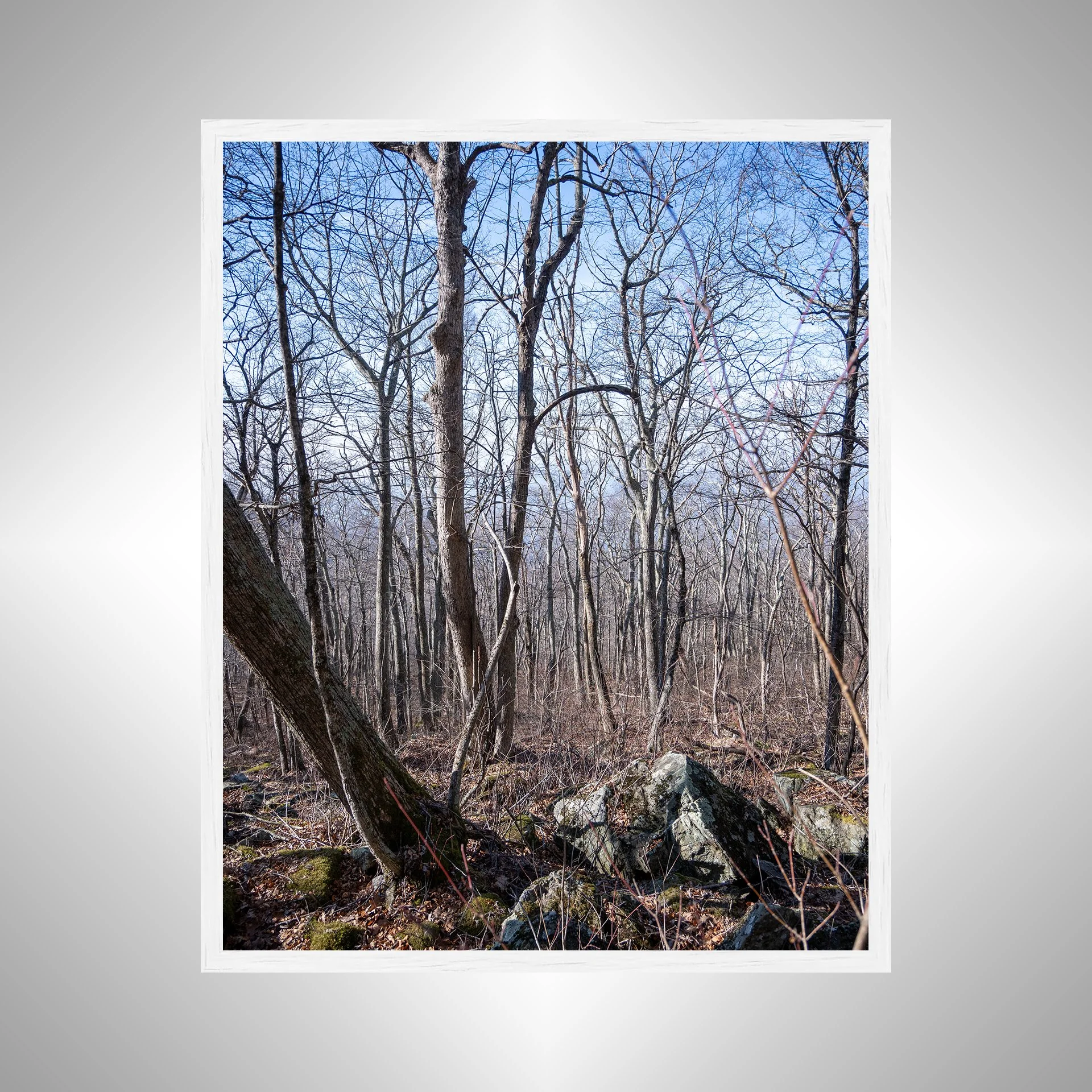 1:1 Shenandoah National Park Forest during Winter- White.jpg