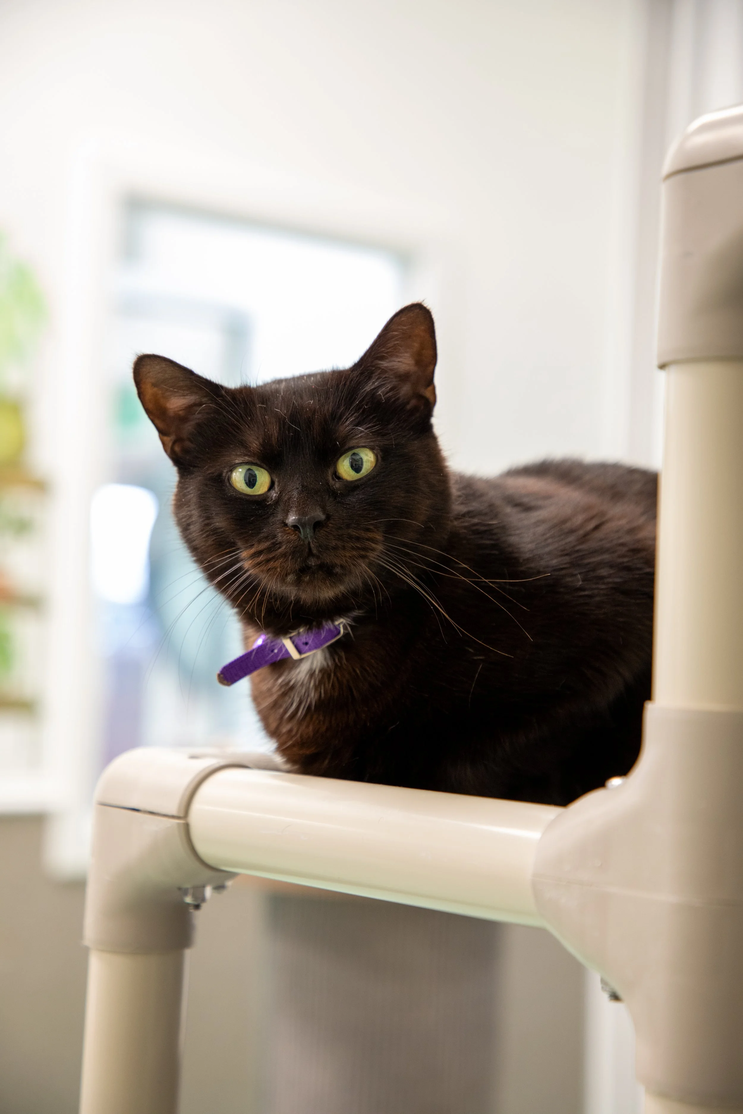 Will Locke Pet Photography- Hope For Life 12:28:2025 46.jpg