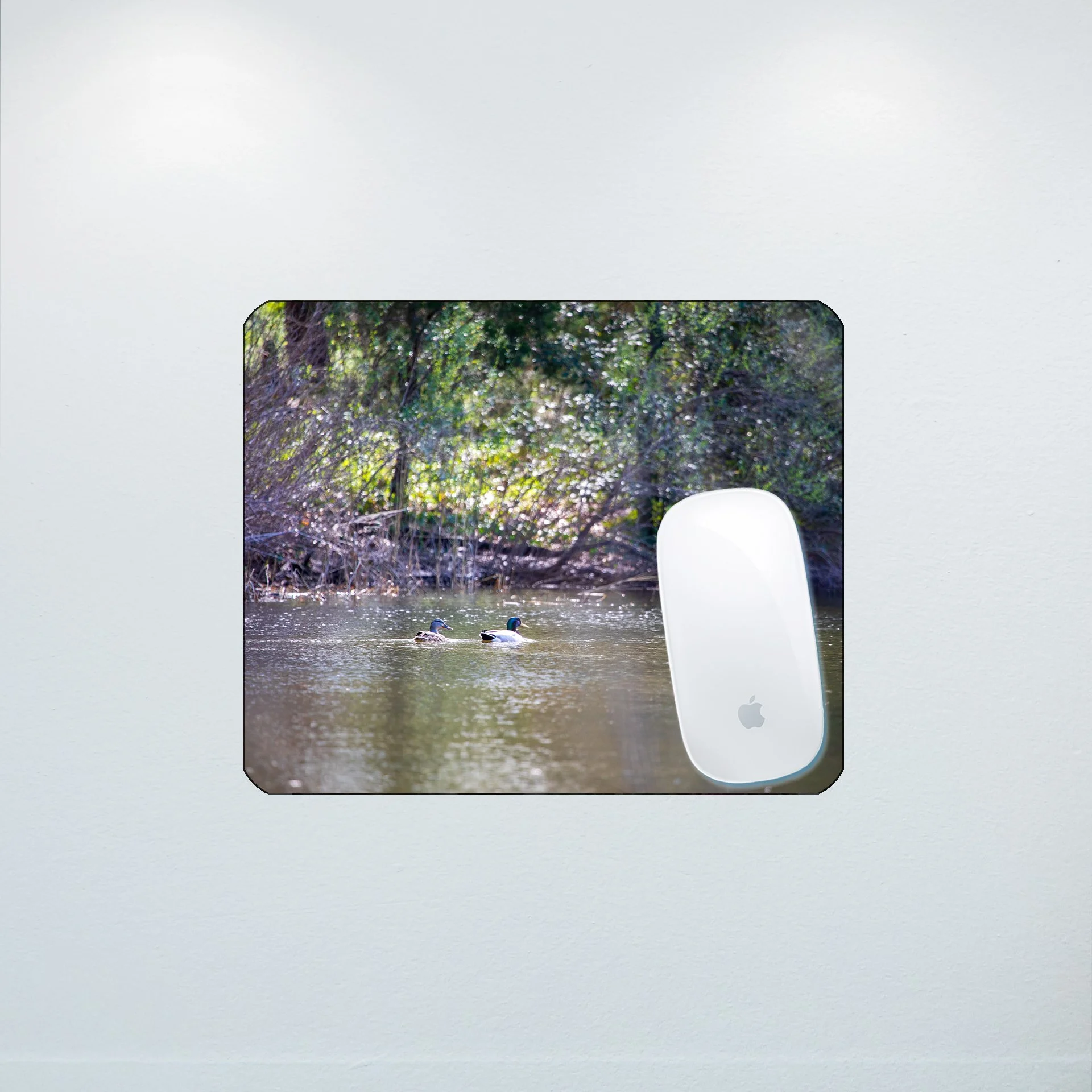 1:10 Duck Couple at First Landing Statepark- Mouse Pad.jpg