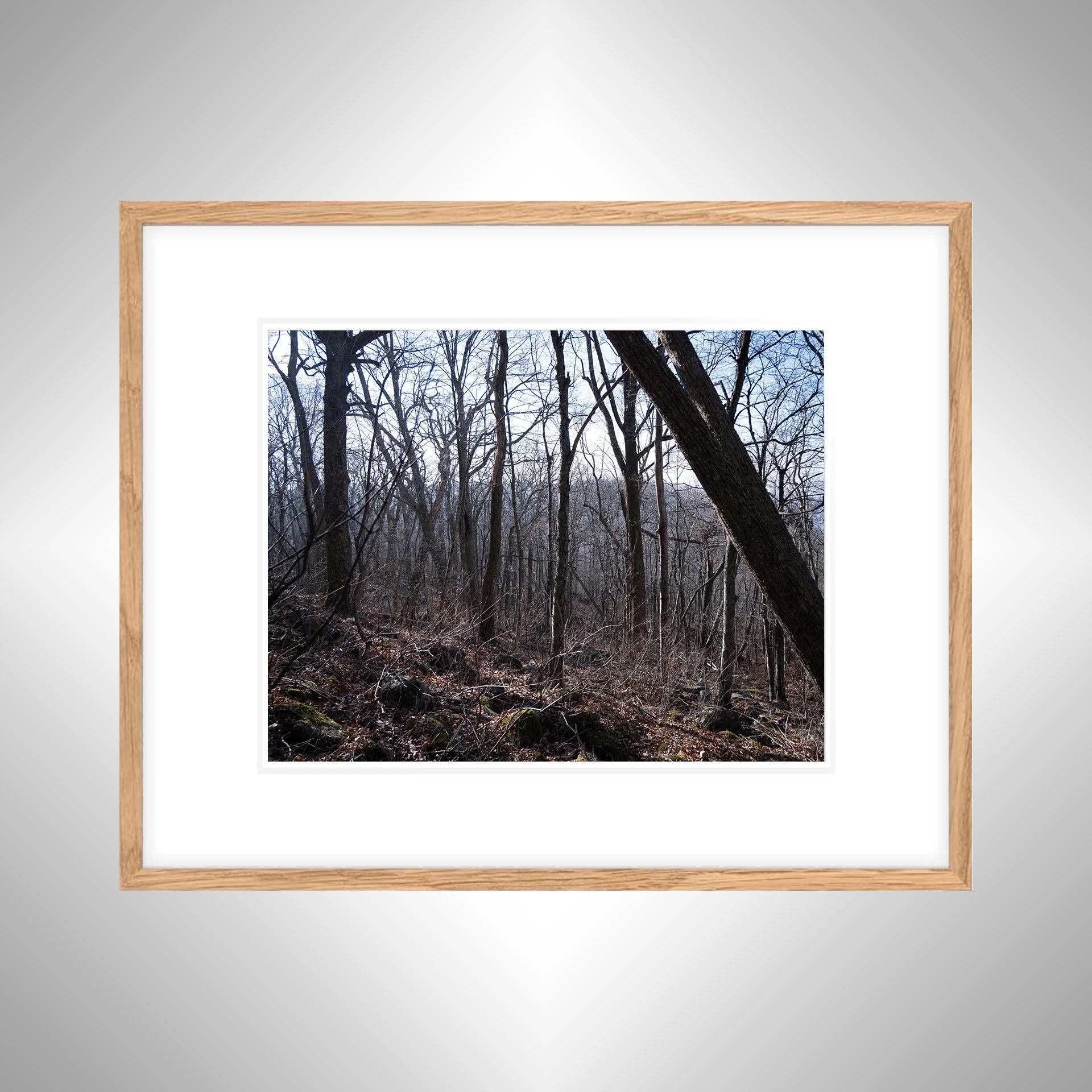 1:1 Shenandoah Trees- White w: Border copy NATTY.jpg