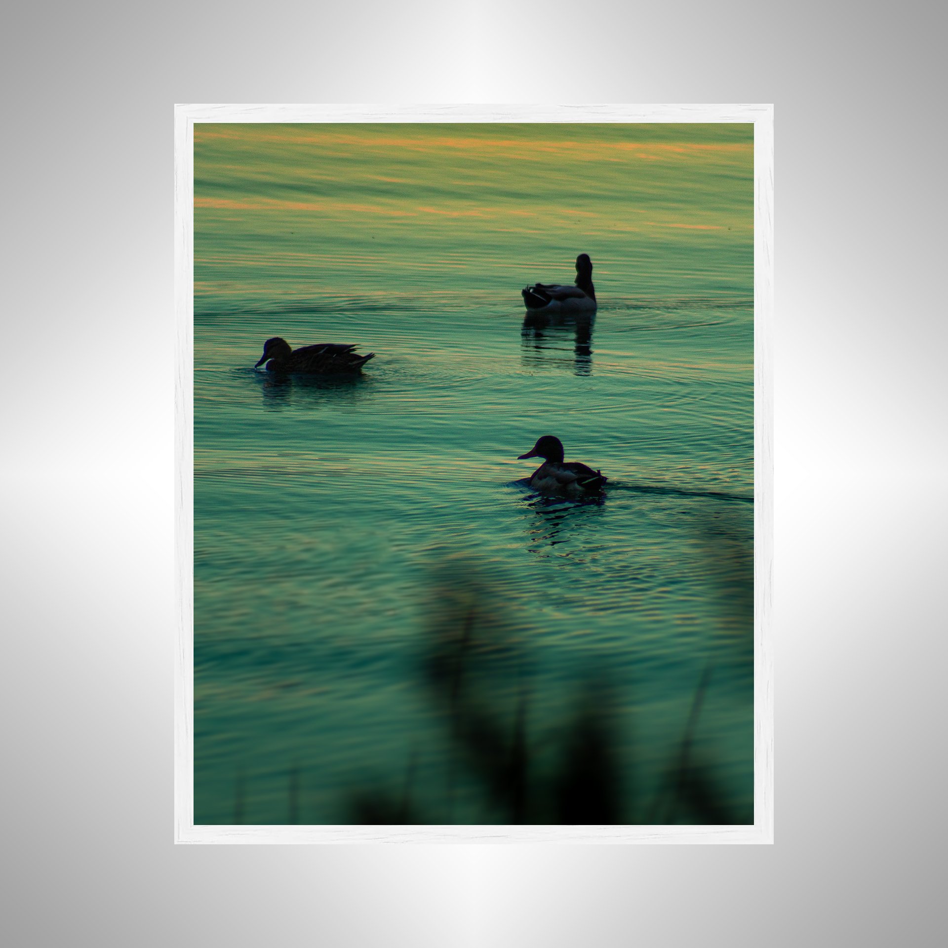 1:1 Duck Family Swimming towards Sunset- White Wood.jpg