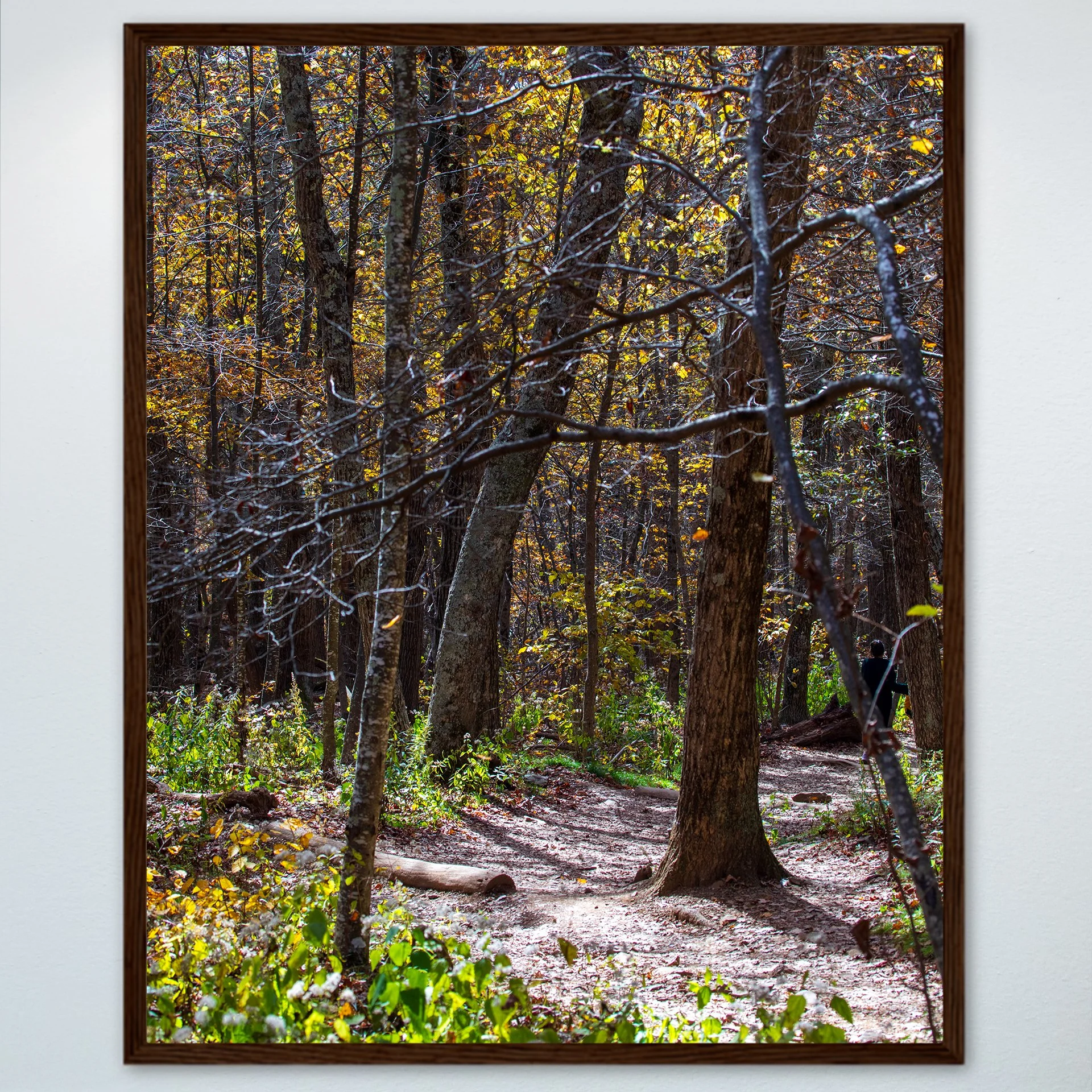 1:1 Shenandoah National Park Tree Trail- Wood.jpg
