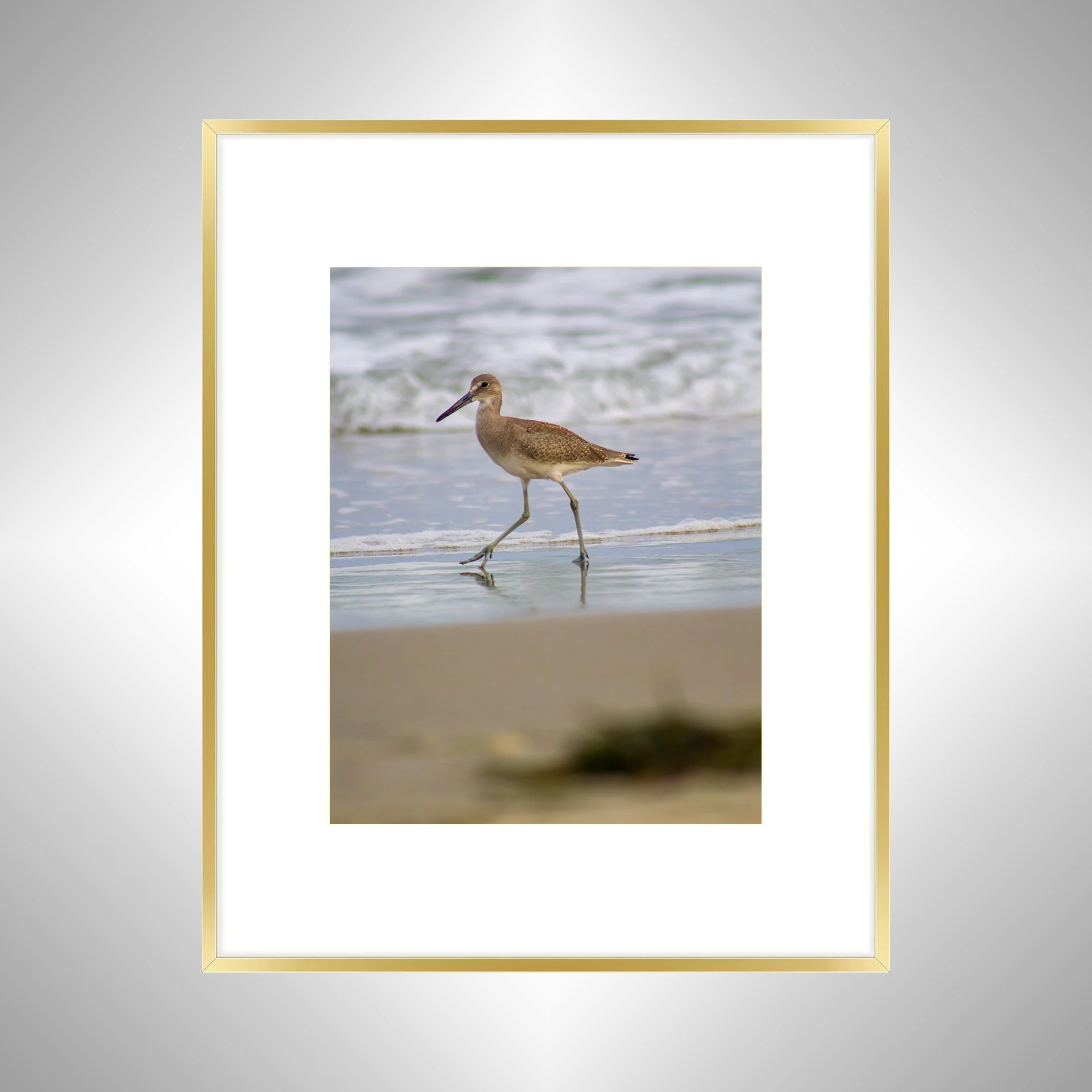 1:1 Willet Walking- gold w: Border.jpg