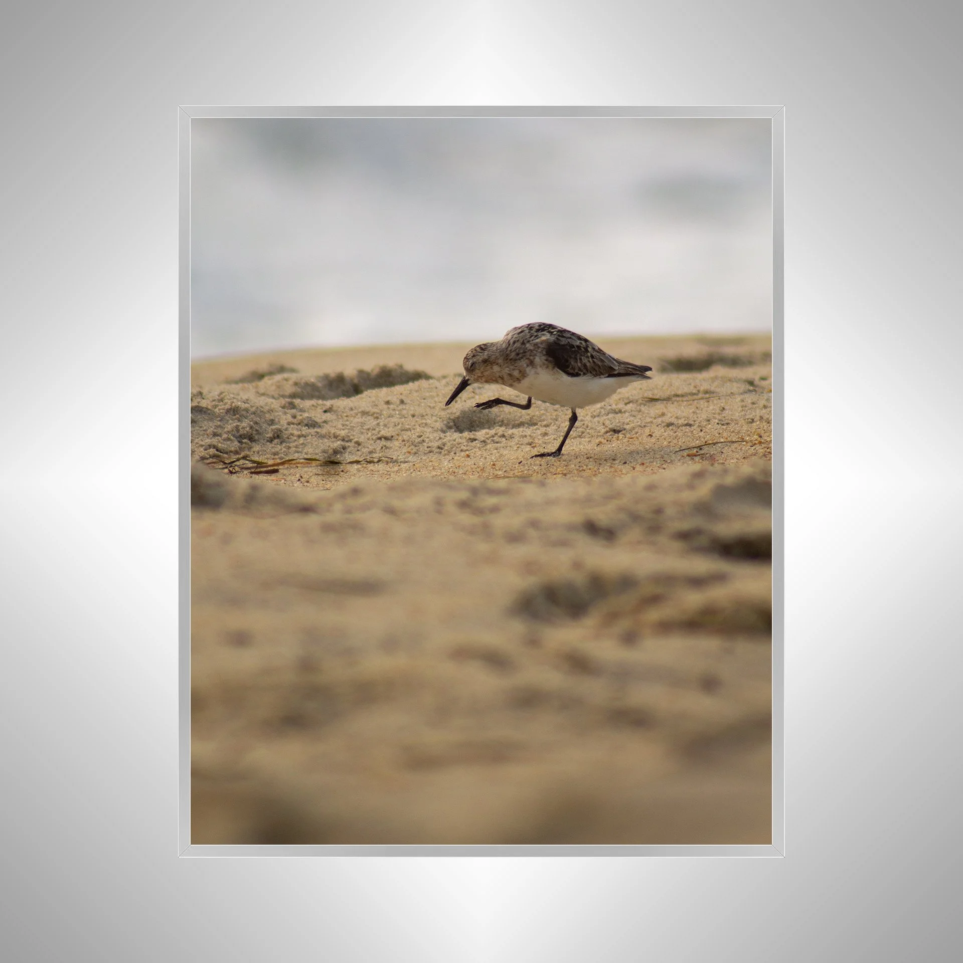 1:1 Rodanthe Sanderling Itching- Silver.jpg
