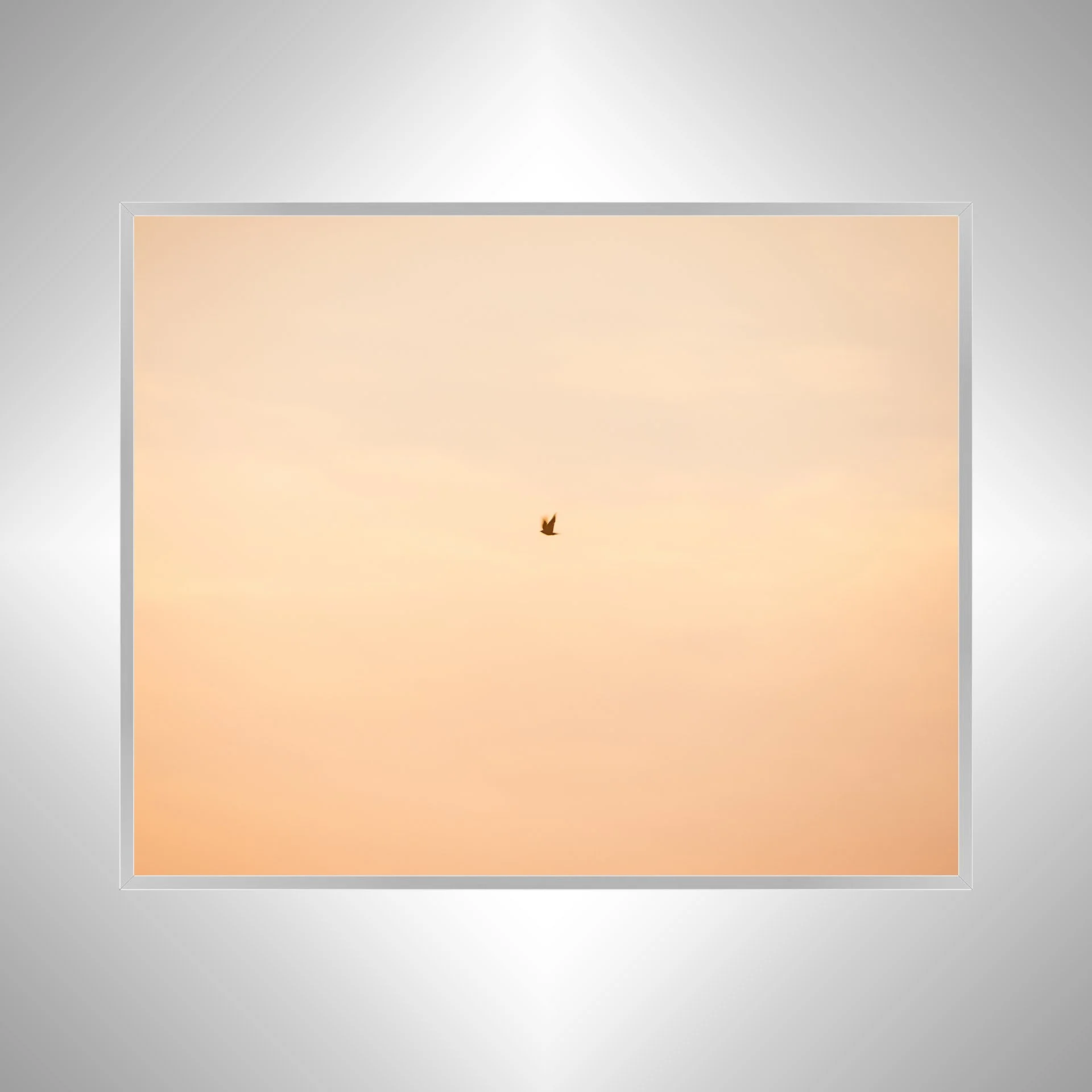 1:1 Slow Shutter Sunrise Seagull- Silver.jpg
