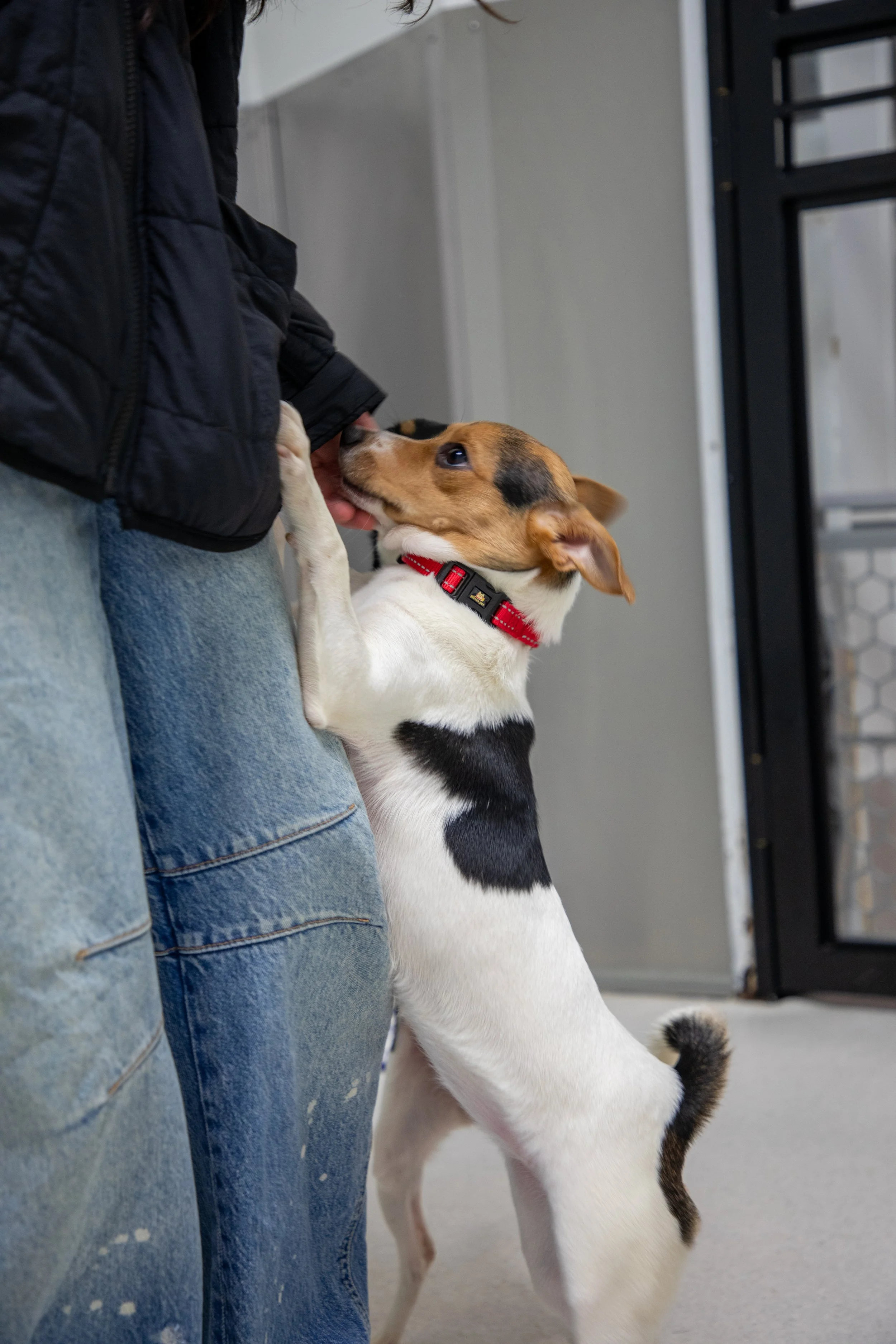 Will Locke Pet Photography- HopeForLife Unwatermarked23.jpg