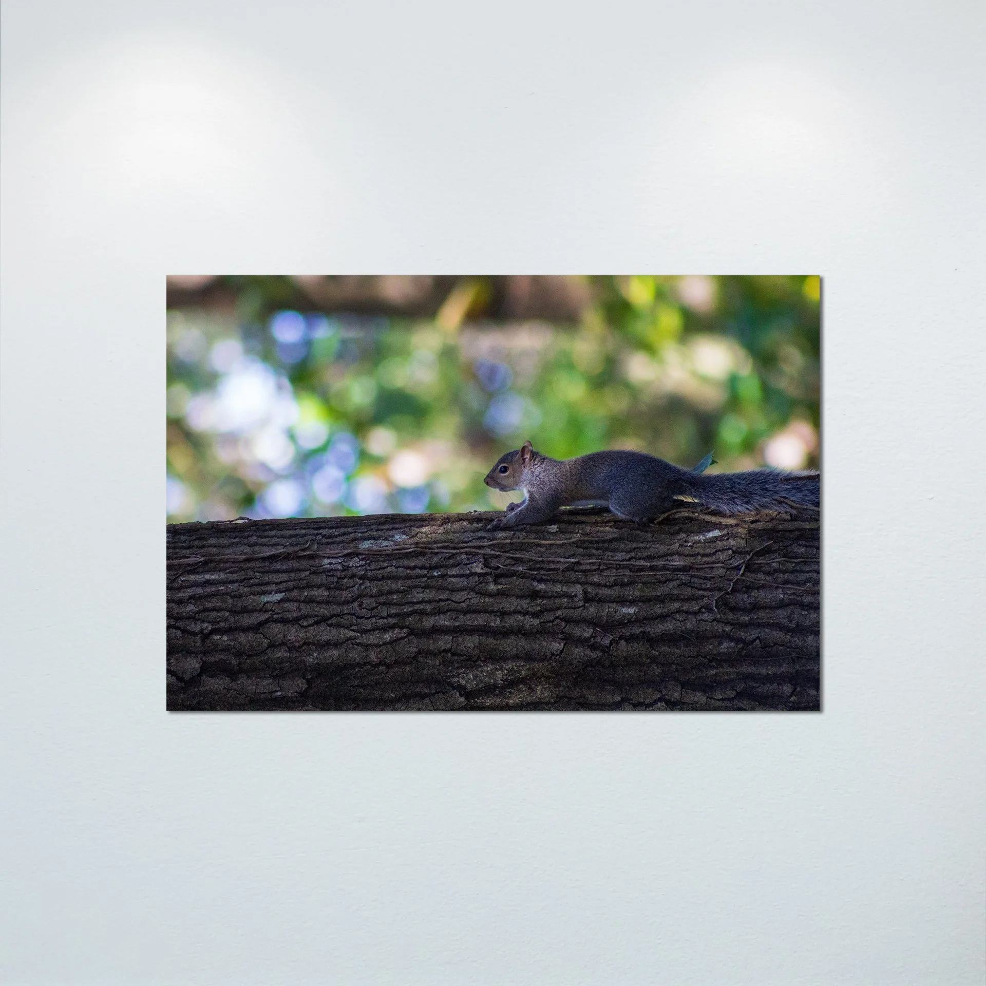1:1 Squirrel's World- Poster & Canvas.jpg