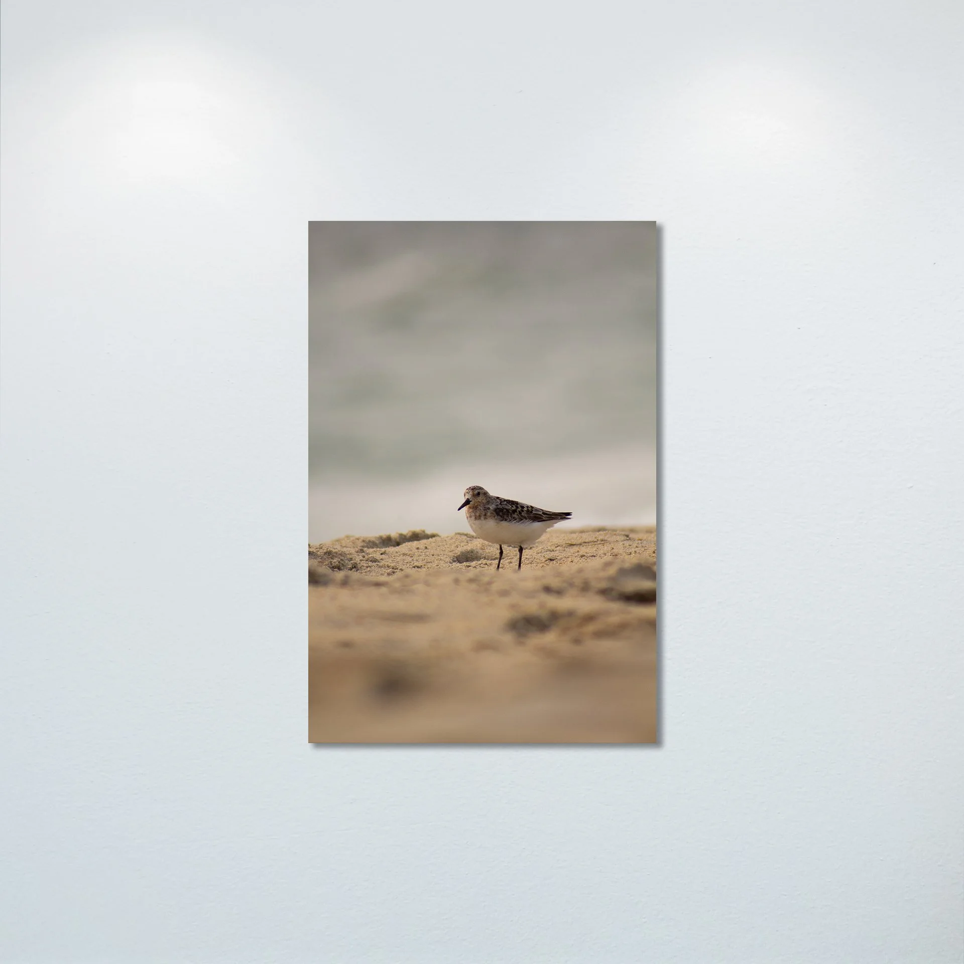 1:10 Sanderling Photoshoot in Rodanthe- Poster & Canvas.jpg