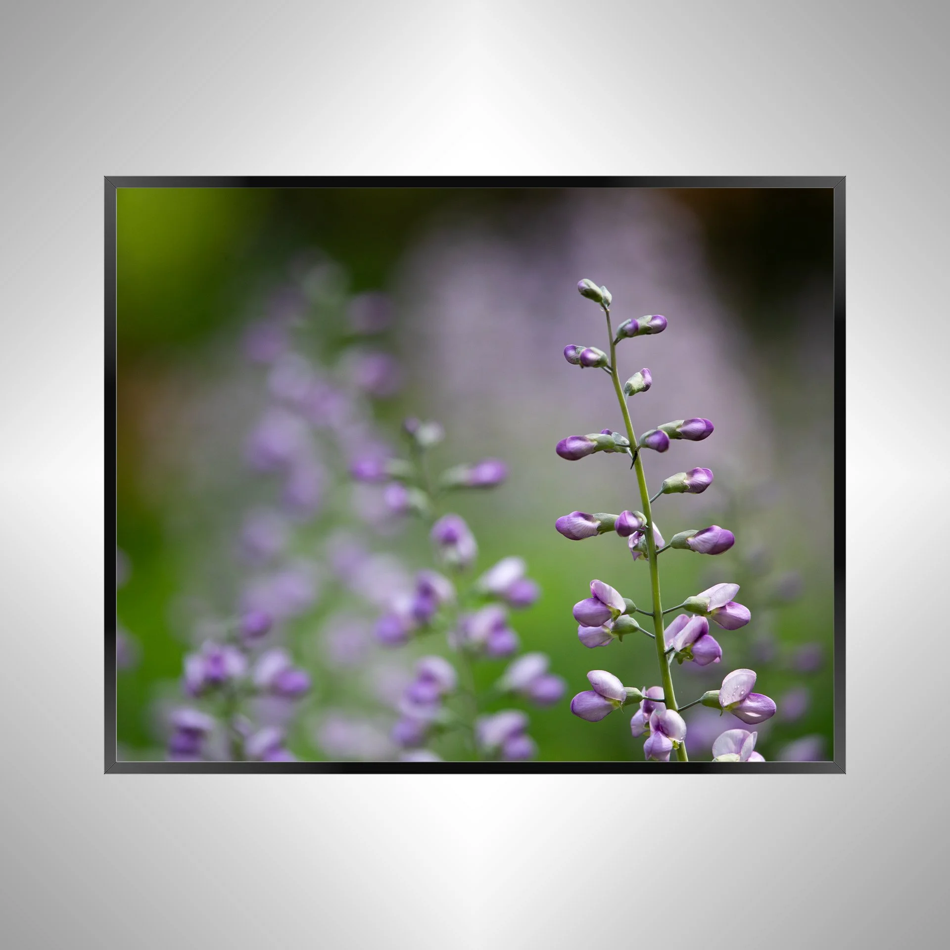 1/10 Baptisia 'Purple Smoke'