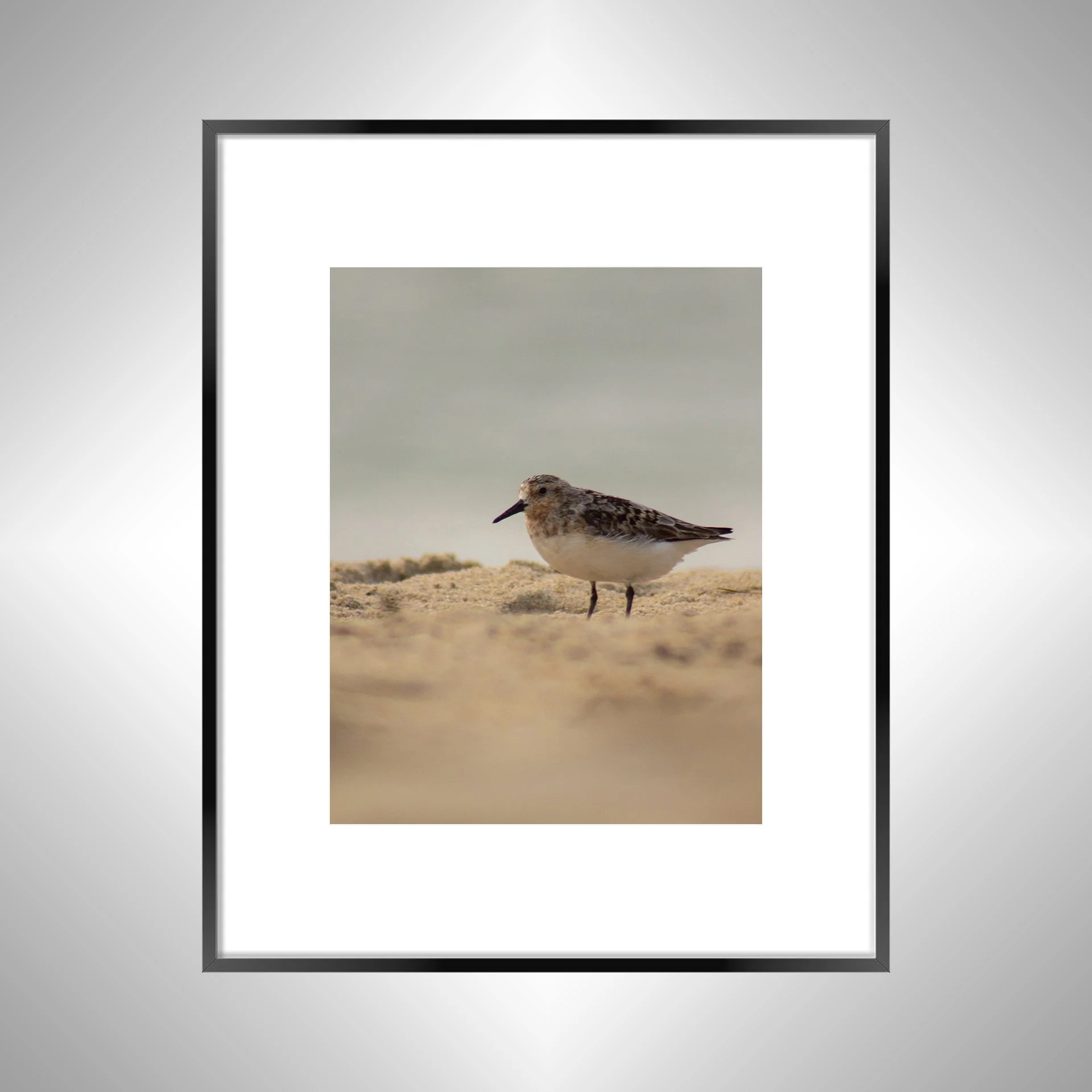 1:1 Spotted Sanderling in Hatteras- Black w: Border.jpg
