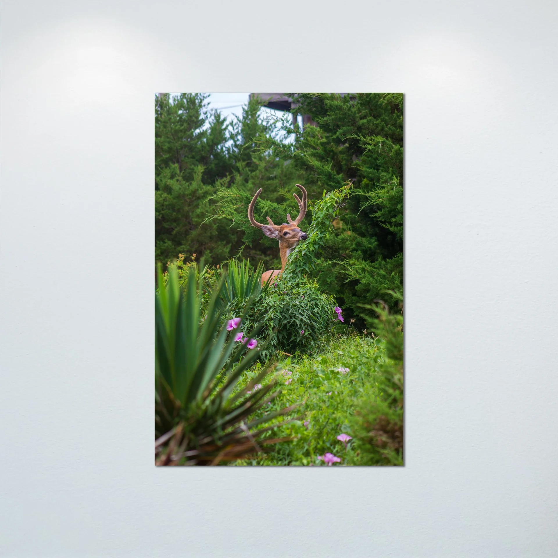 1:1 Deer Eating in Rodanthe- Poster & Canvas.jpg