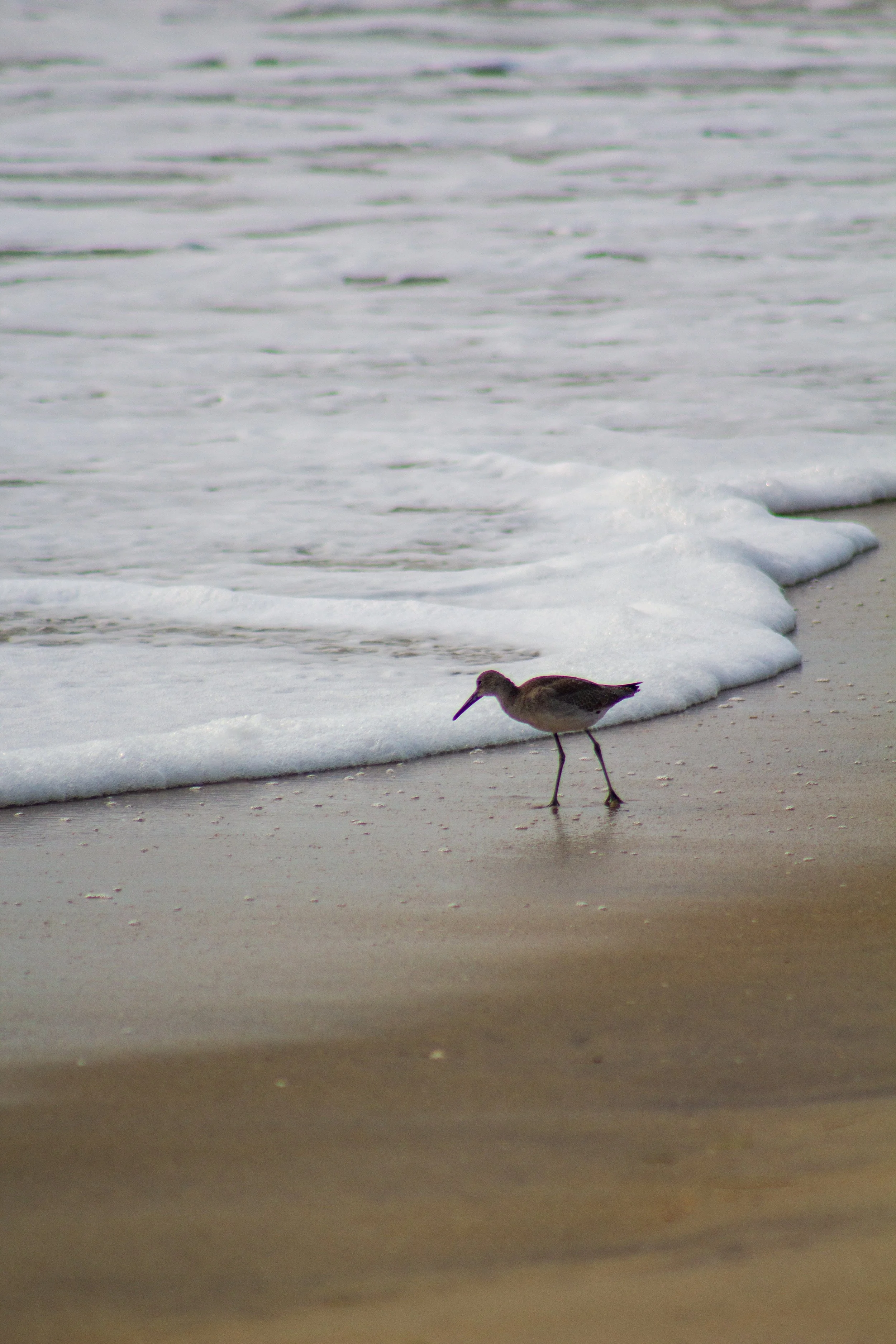 1:10 Willet at Beach Searching.jpg
