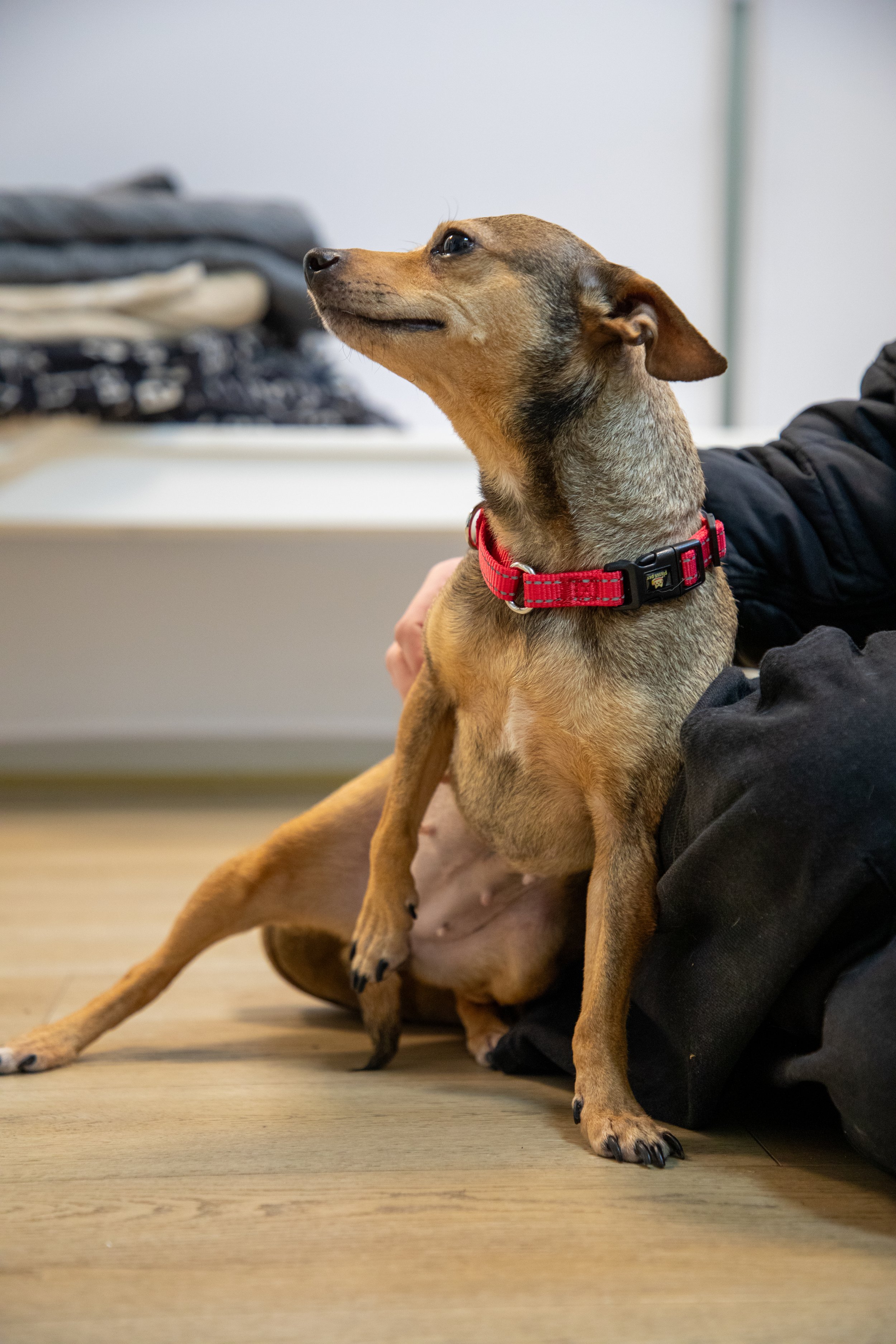 Will Locke Pet Photography- Hope For Life 12:28:2025 Chai20.jpg