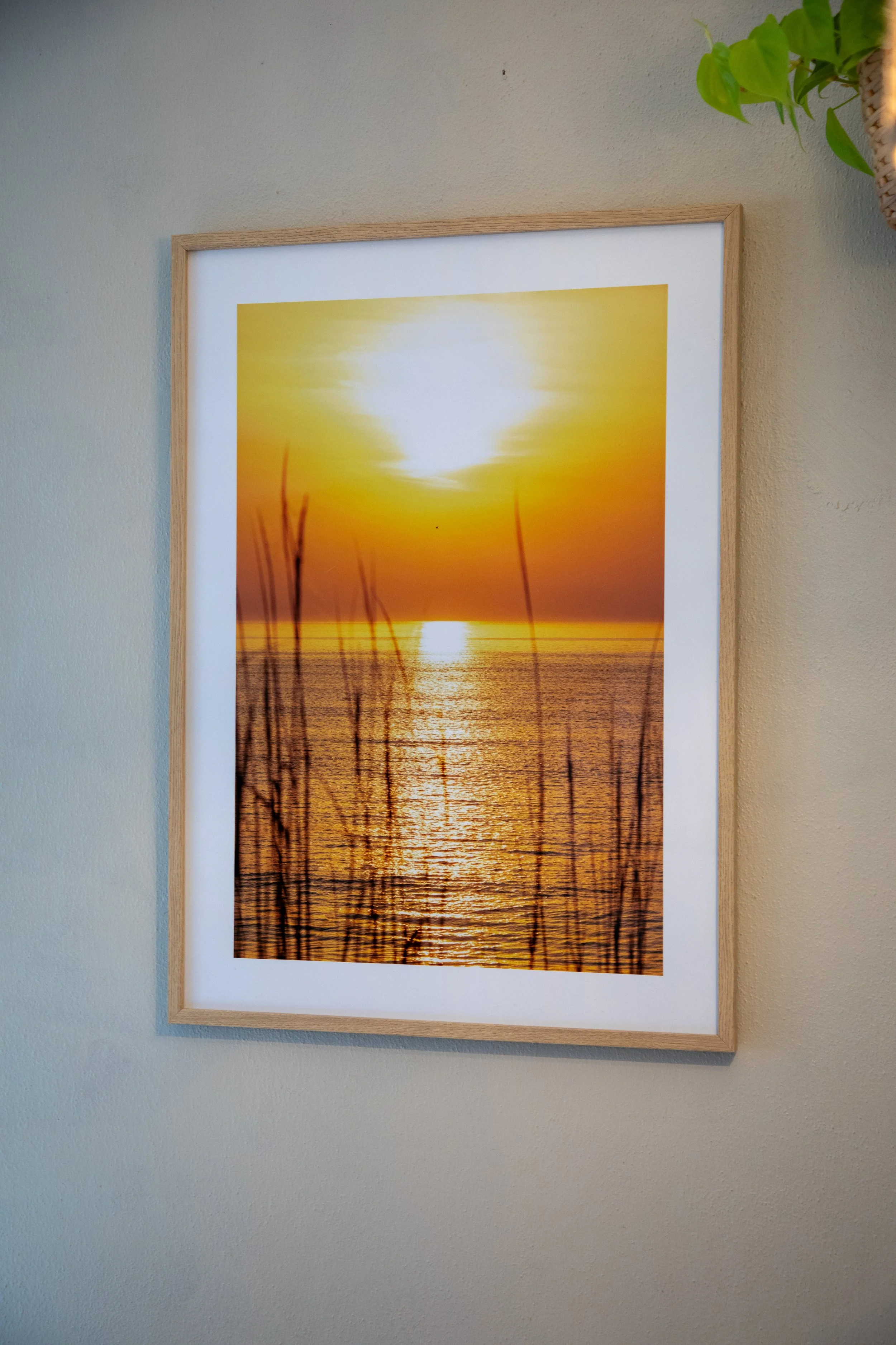 On Hand Photos- 1_1 Sunrise thru Dunegrass with Seagull Flying By1.jpg