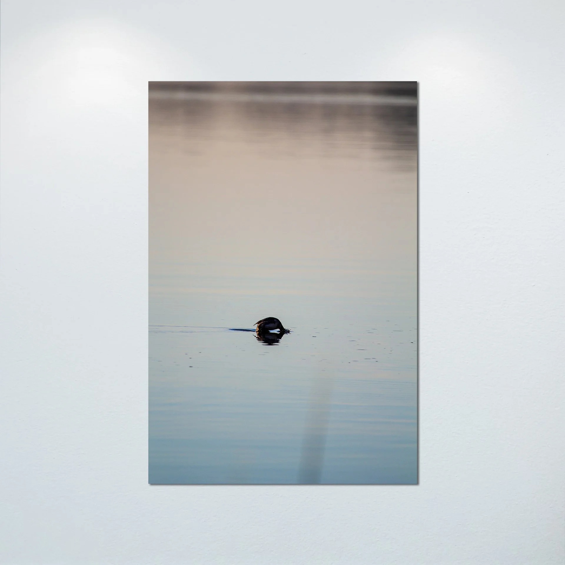 1:1 Bufflehead on Lafayette Diving- Poster & Canvas.jpg
