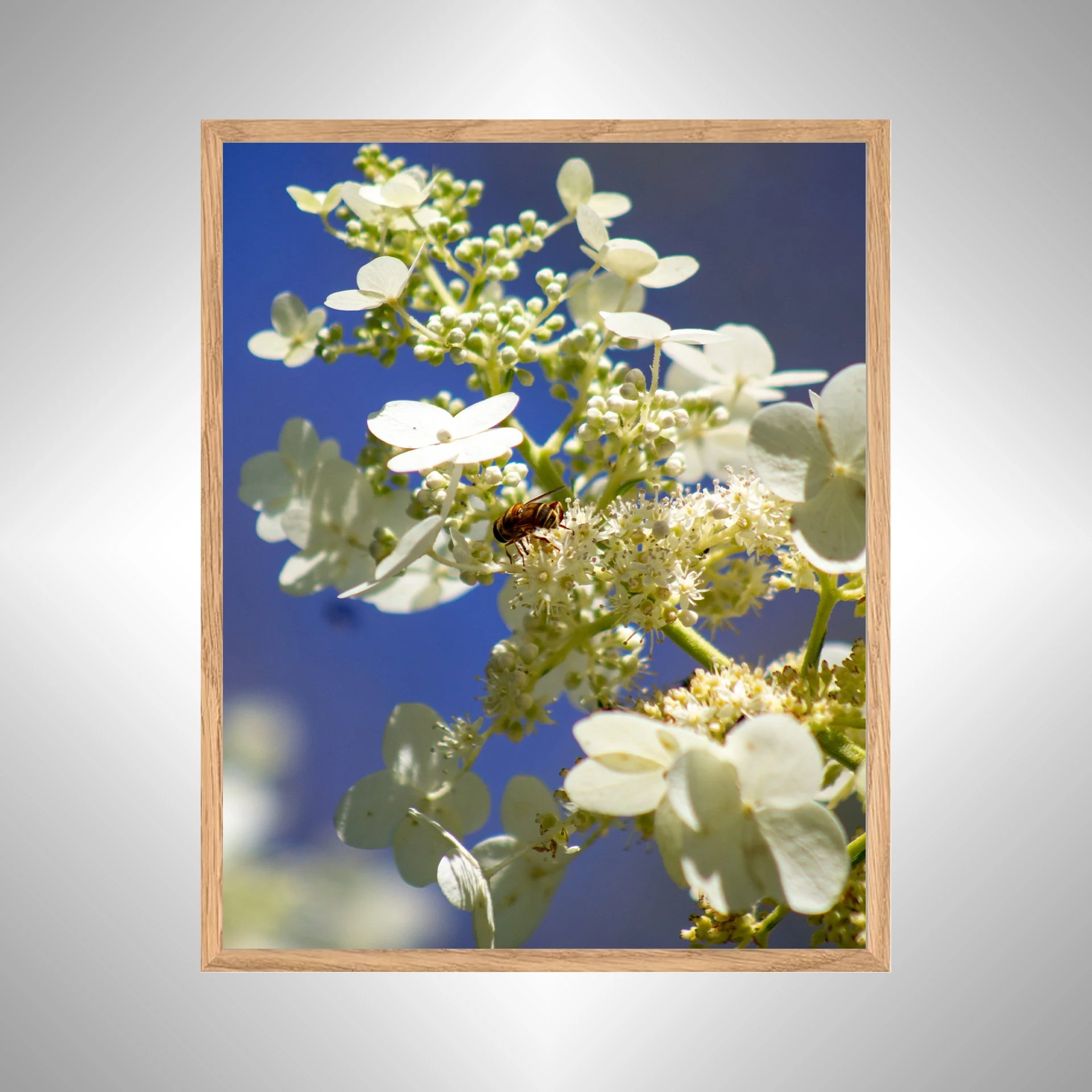 1:1 Pollinator in Sun- White copy NATTY.jpg