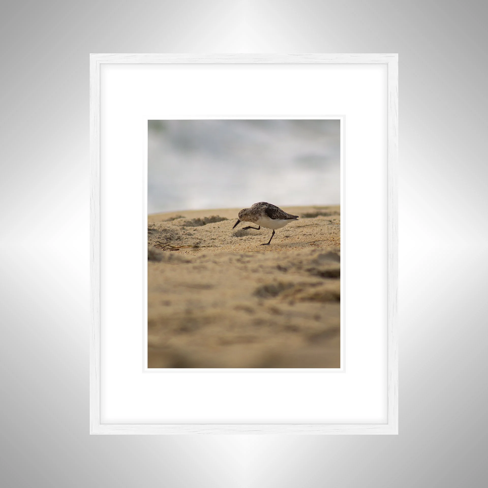 1:1 Rodanthe Sanderling Itching- White w: Border.jpg