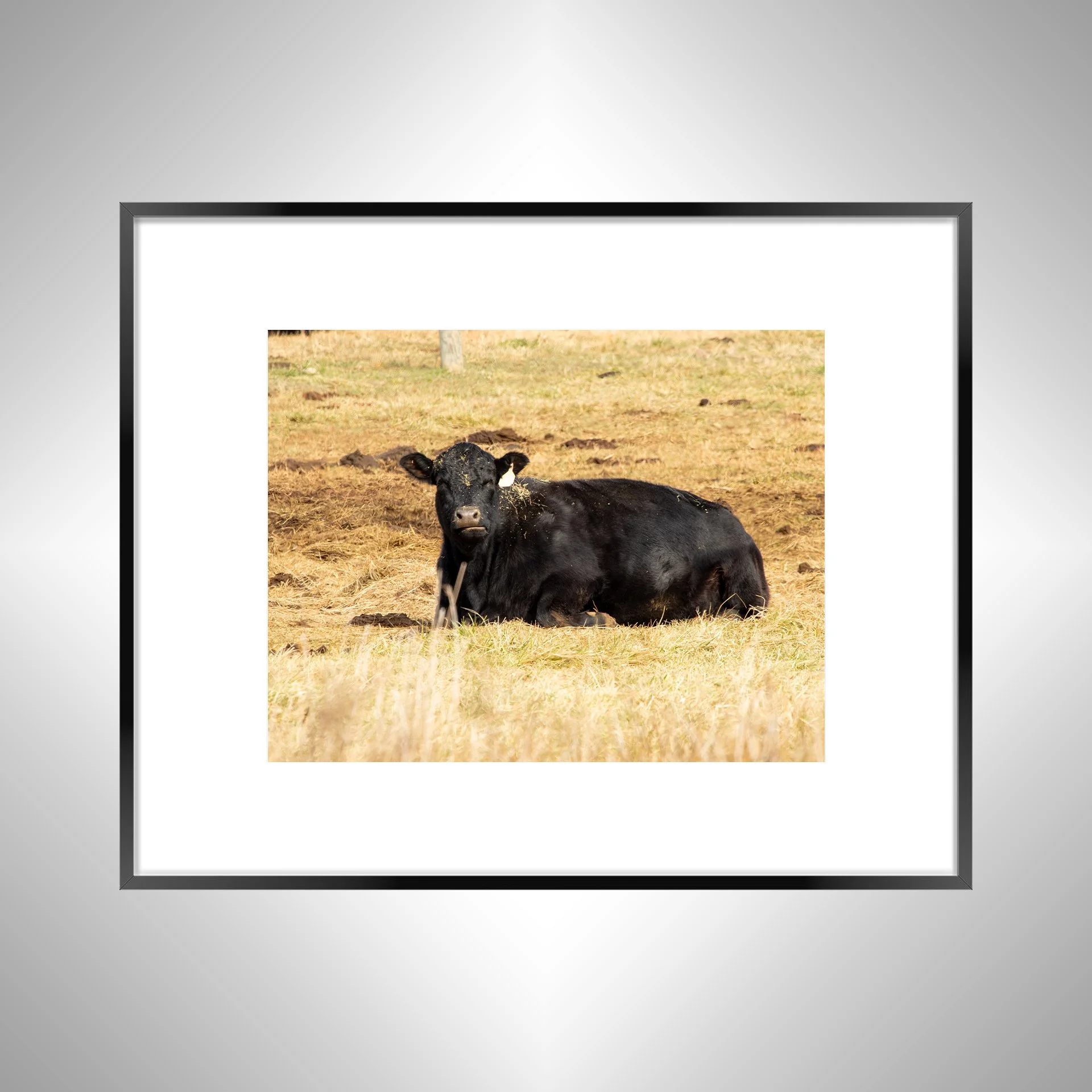 1:1 Dirty Cow Grazing- Black Metal w: Border.jpg