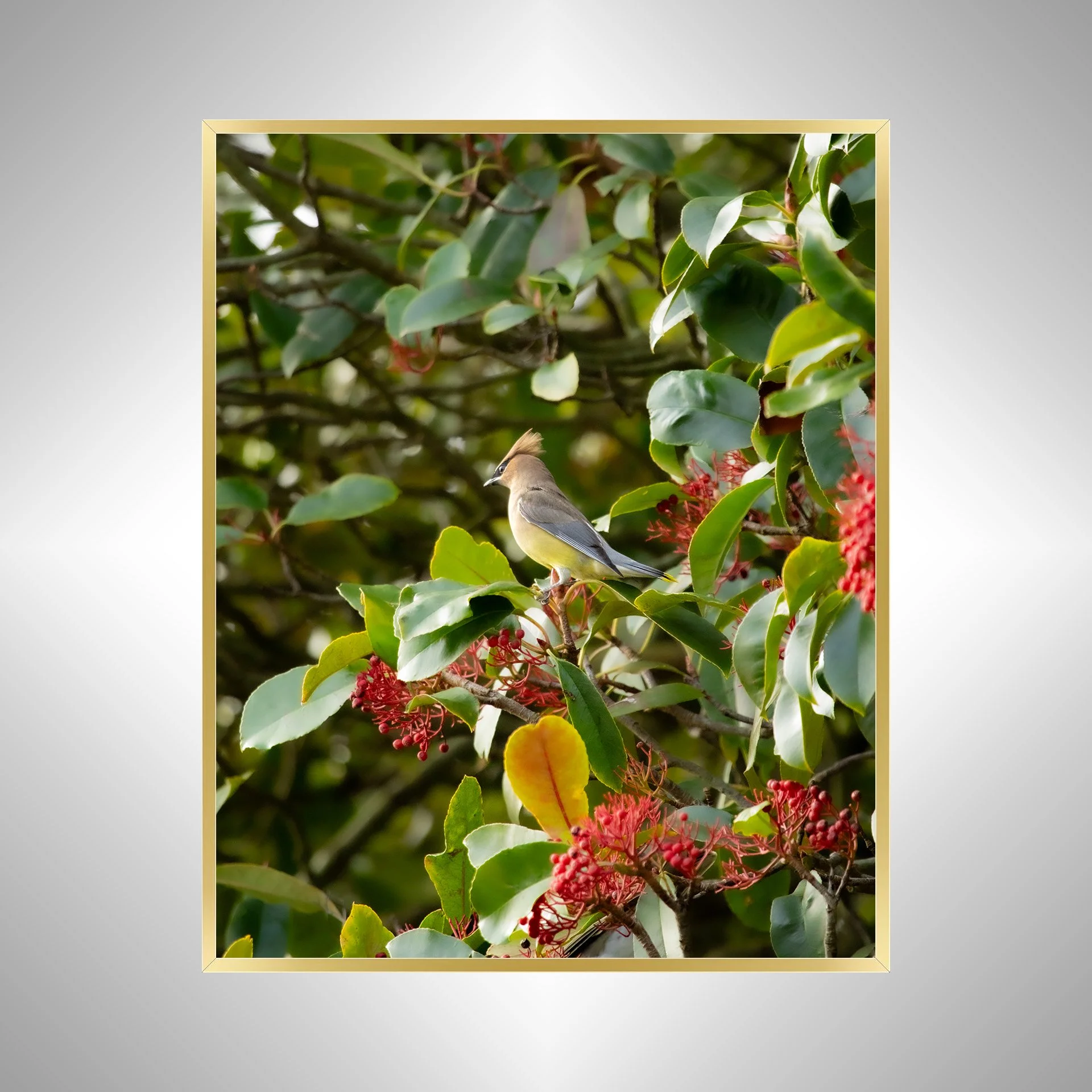 1:10 Cedar Waxwing Perched- GOld.jpg