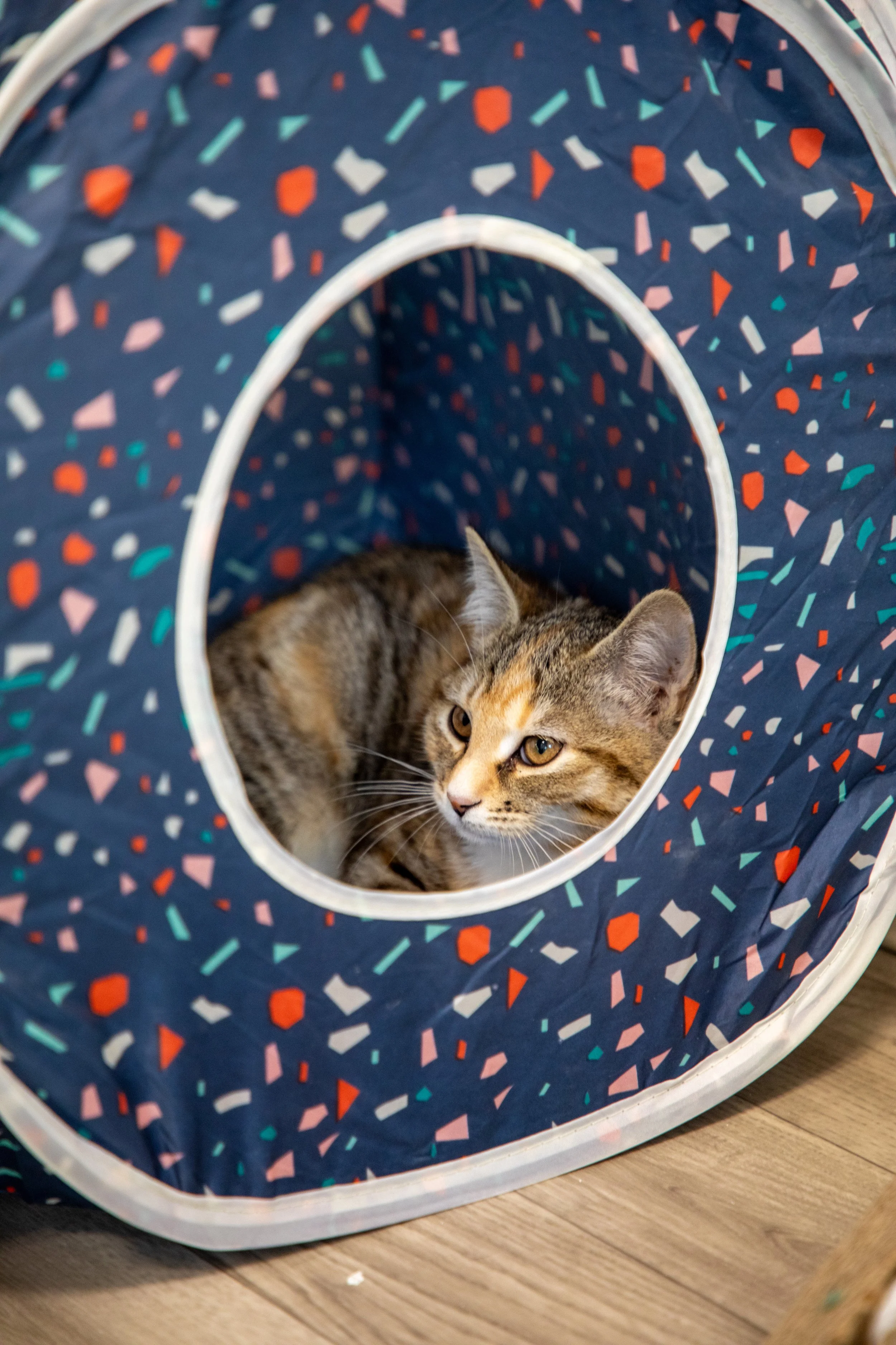 Will Locke Pet Photography- Hope For Life 12_28_2025 12.jpg