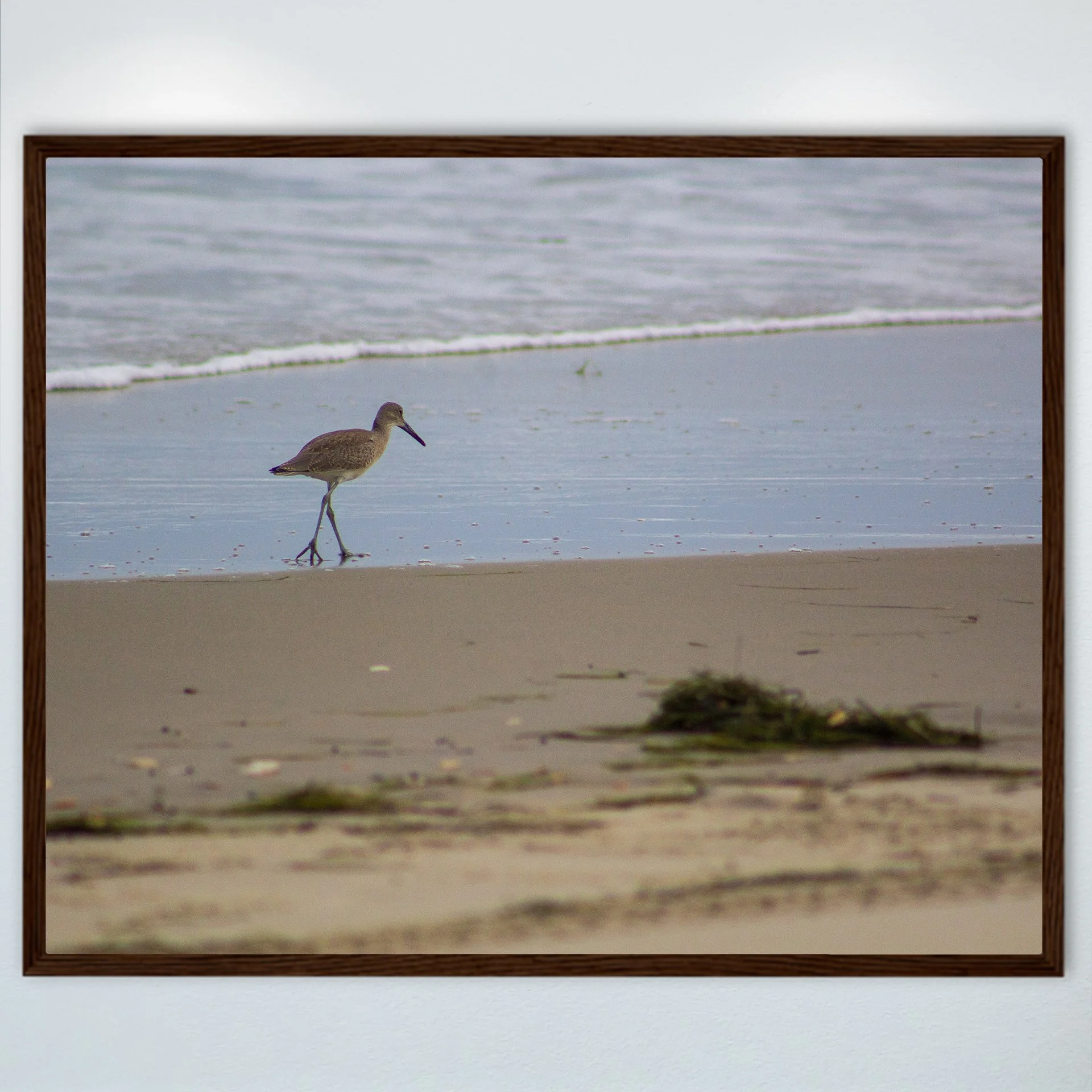 1:1 Willet Walking on Beach- Wood.jpg
