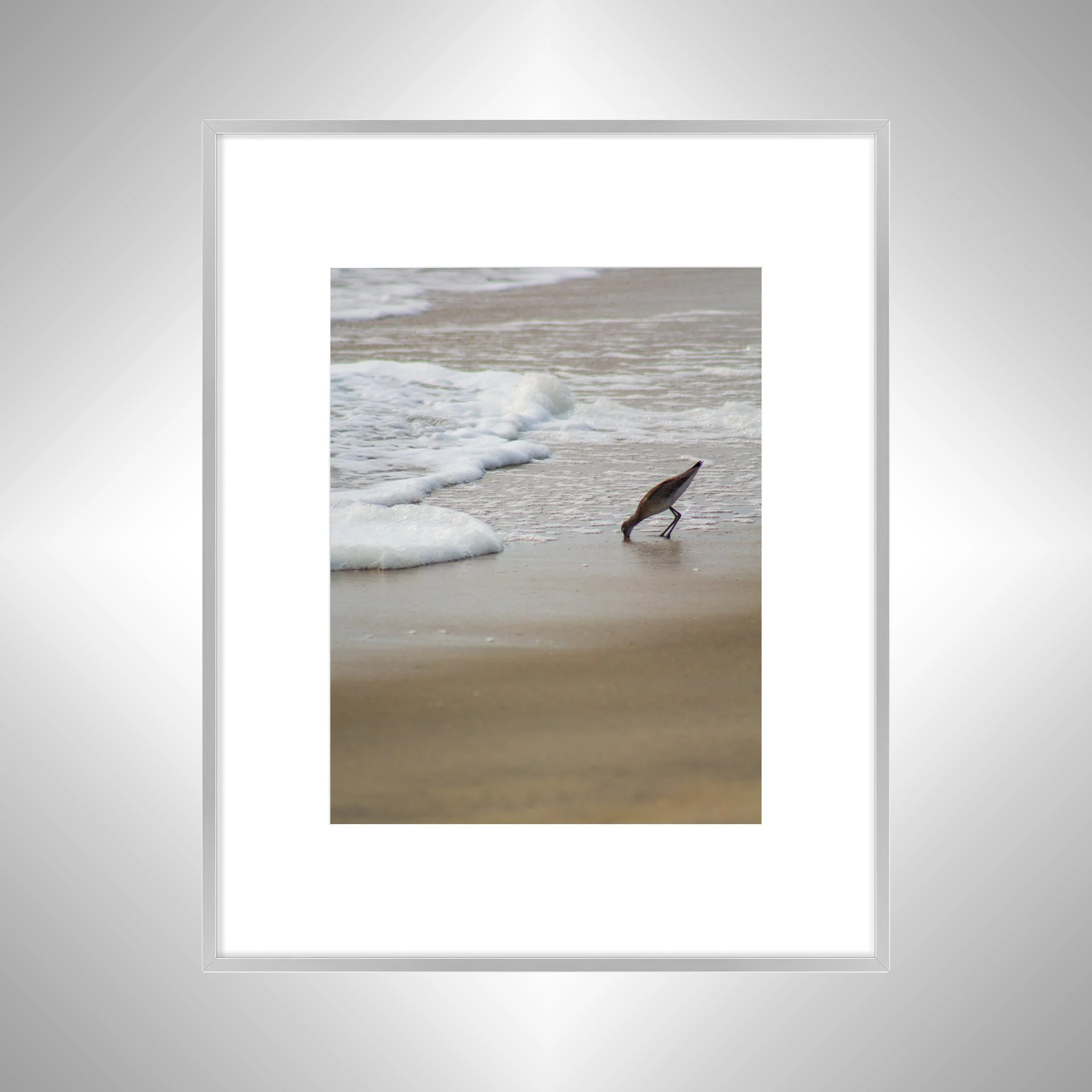 1:1 Willet at Beach Eating- Silver w: Border.jpg