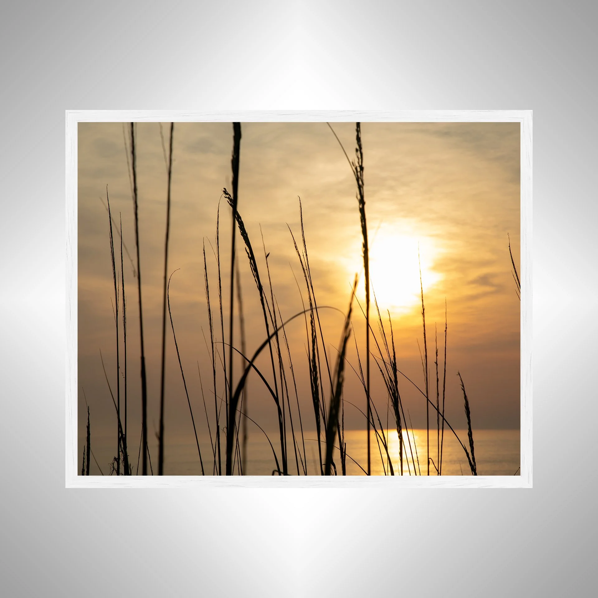 1:1 Sunny Morning thru Dunegrass- White.jpg