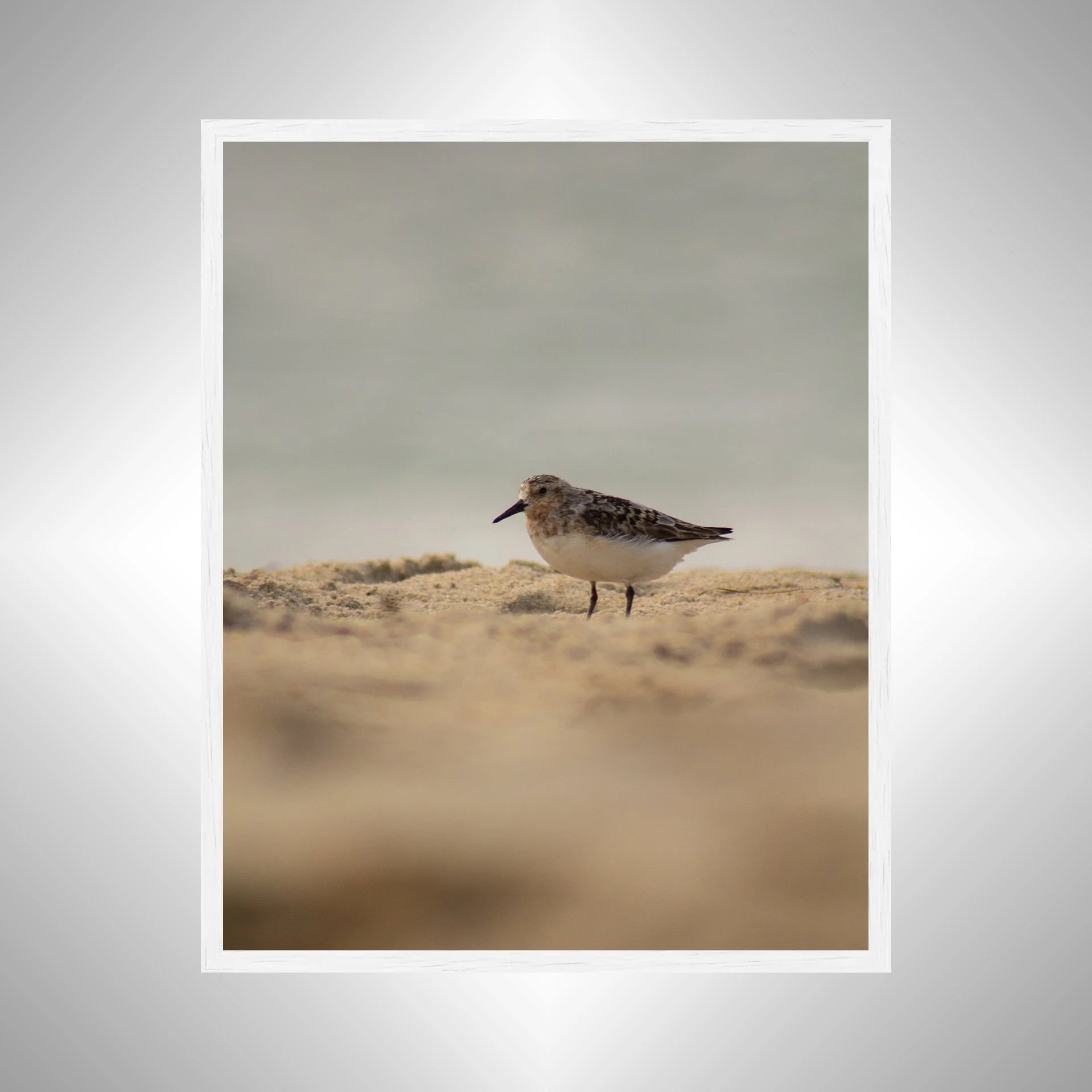 1:1 Spotted Sanderling in Hatteras- White.jpg