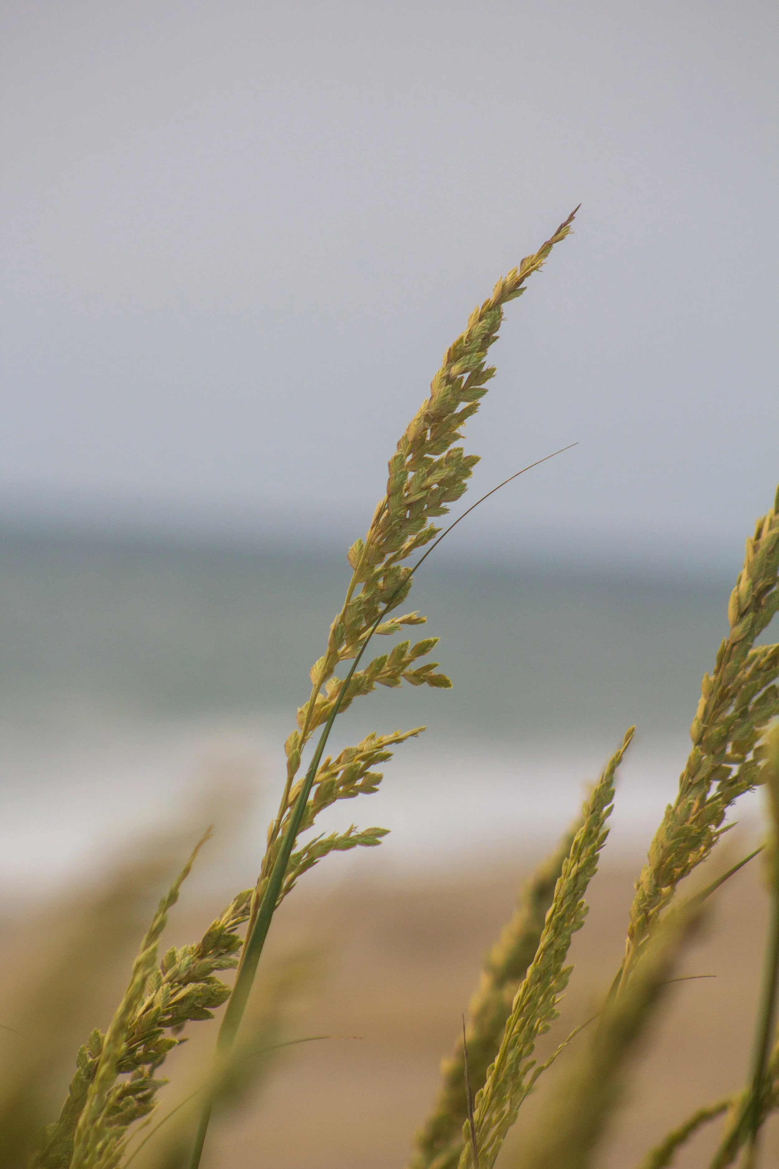 1:1 Rodanthe Dune Oats Single.jpg