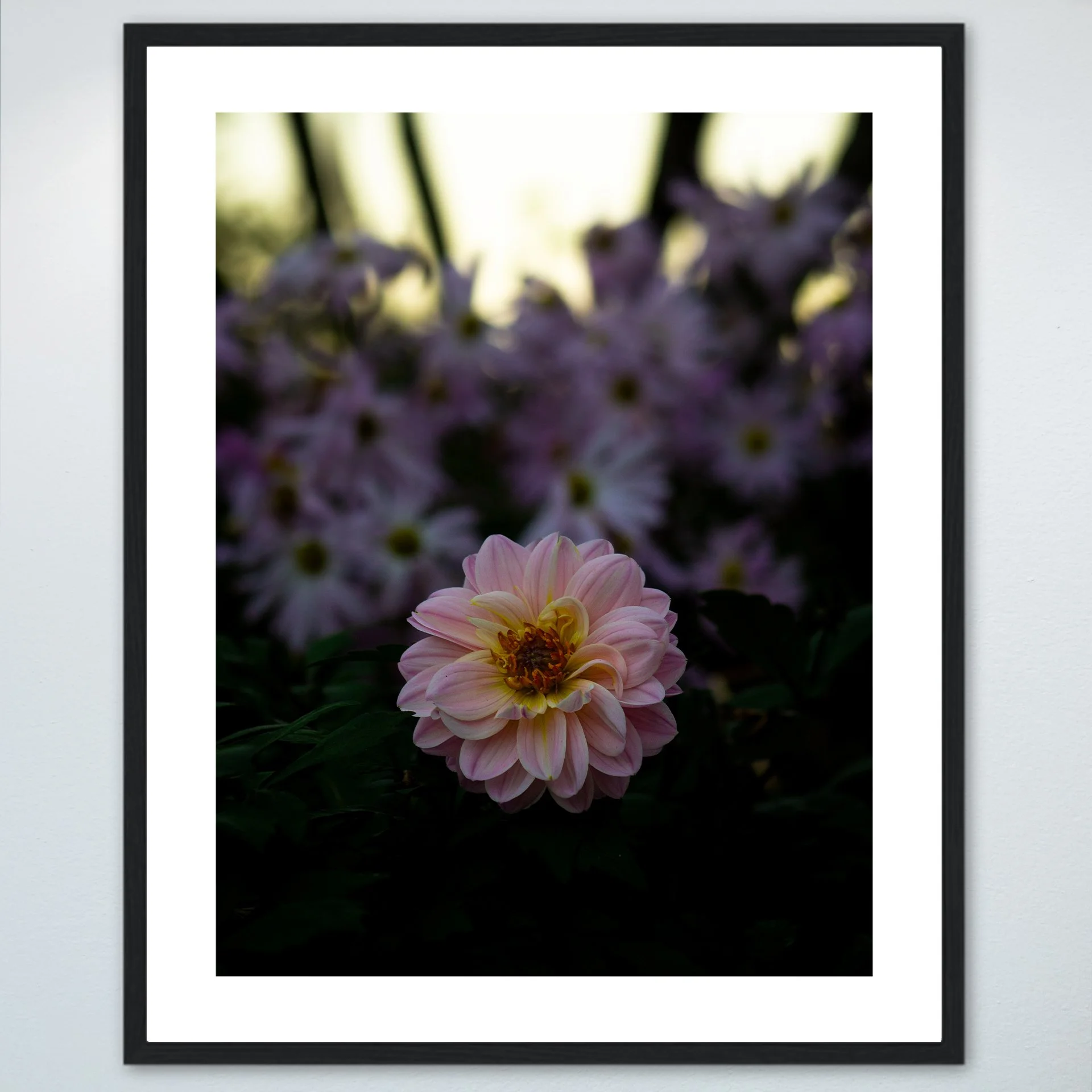 1:10 Pink Dahlia at Botanical Gardens- Wood w: Border.jpg