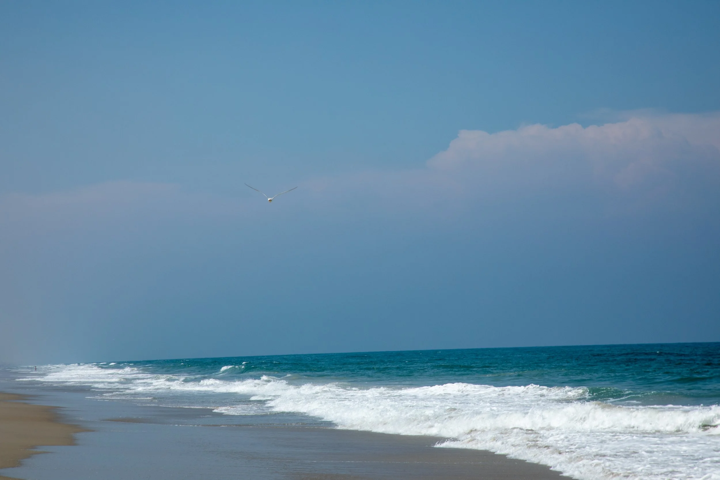 1:10 Seagull in Carova.jpg